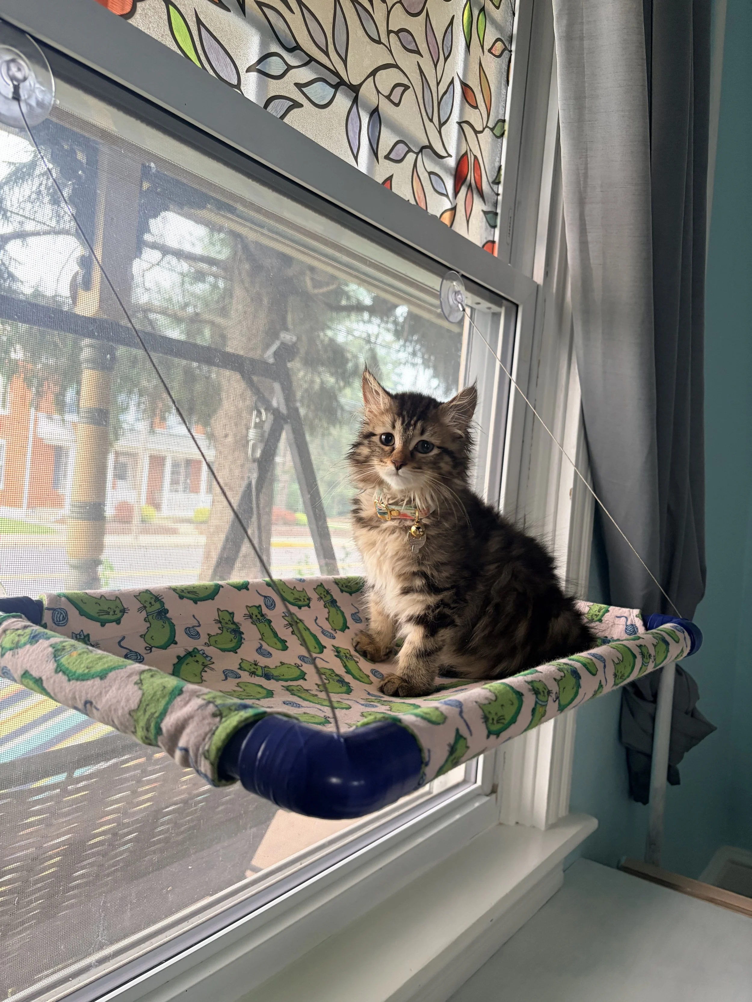 A small, fluffy kitten with a collar and bell sitting on a cat hammock by a window. The window has a screen, and outside, trees and a multi-storey building are visible. The window is decorated with a patterned curtain featuring colorful leaves.