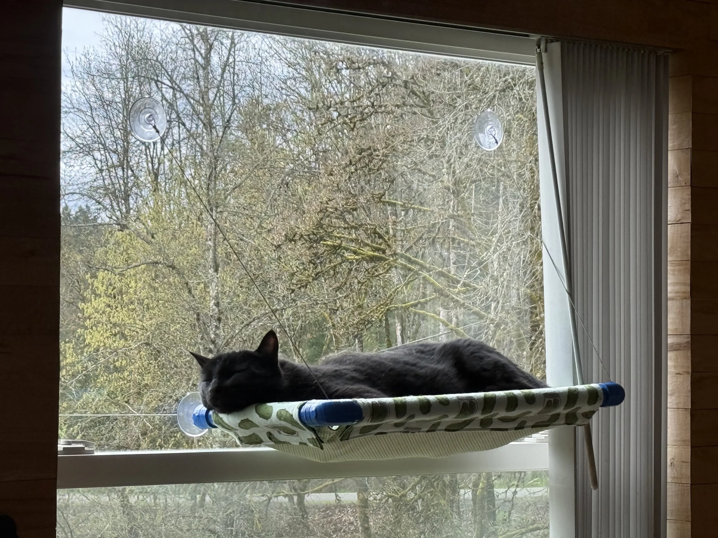 A black cat resting on a window perch with a view of leafless trees outside on a cloudy day.