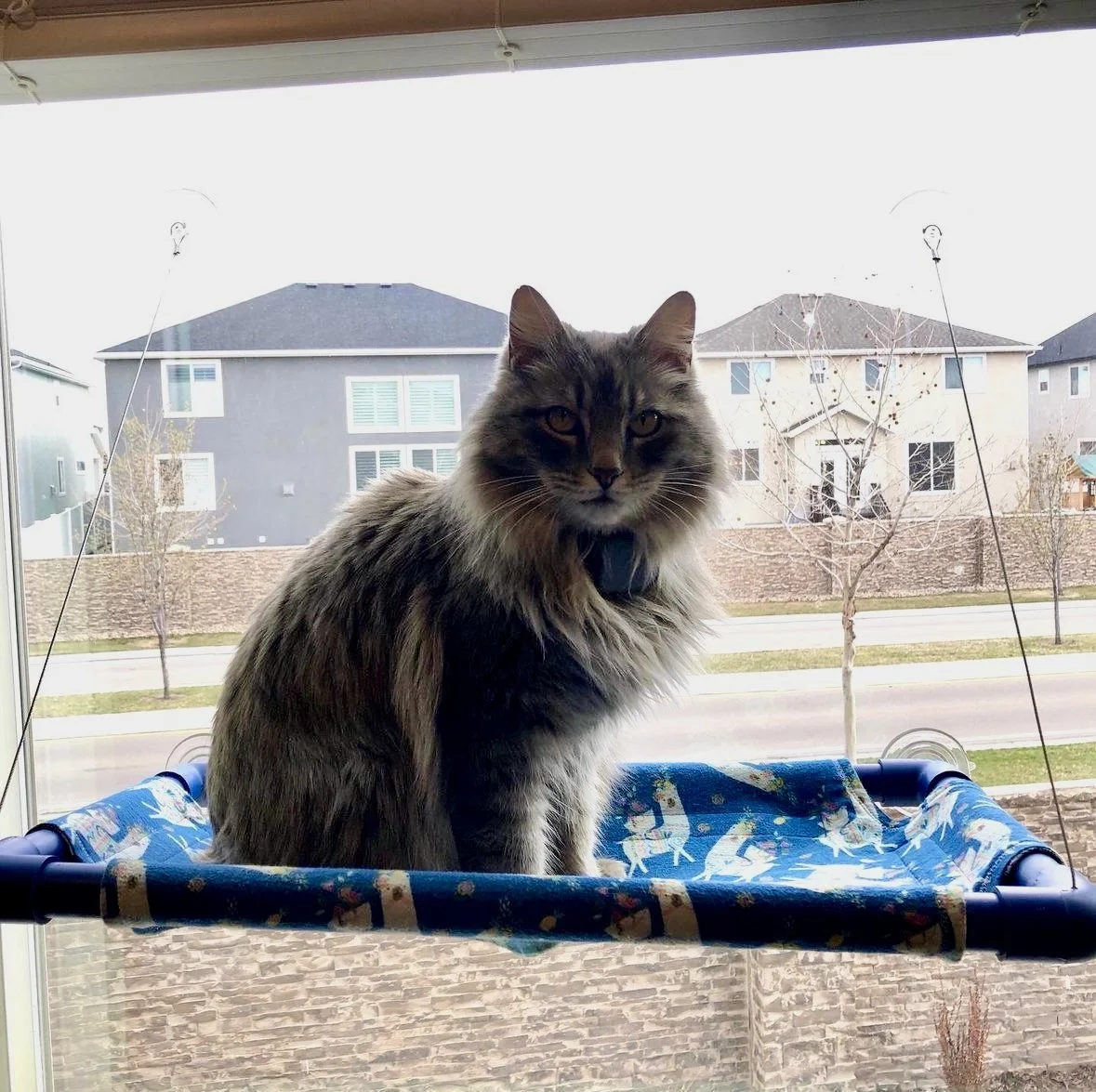A long-haired tabby cat with a collar sitting on a cat perch by a window, with residential houses and bare trees outside.