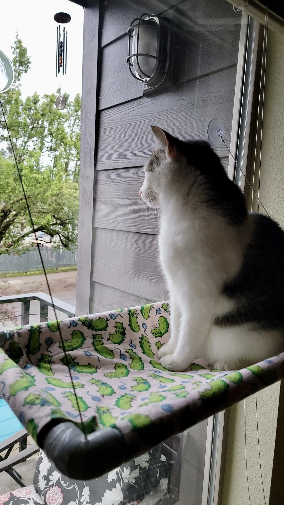 A white and gray cat sitting in a cozy cat hammock with a green alligator pattern, gazing out a window with a view of trees and a backyard.