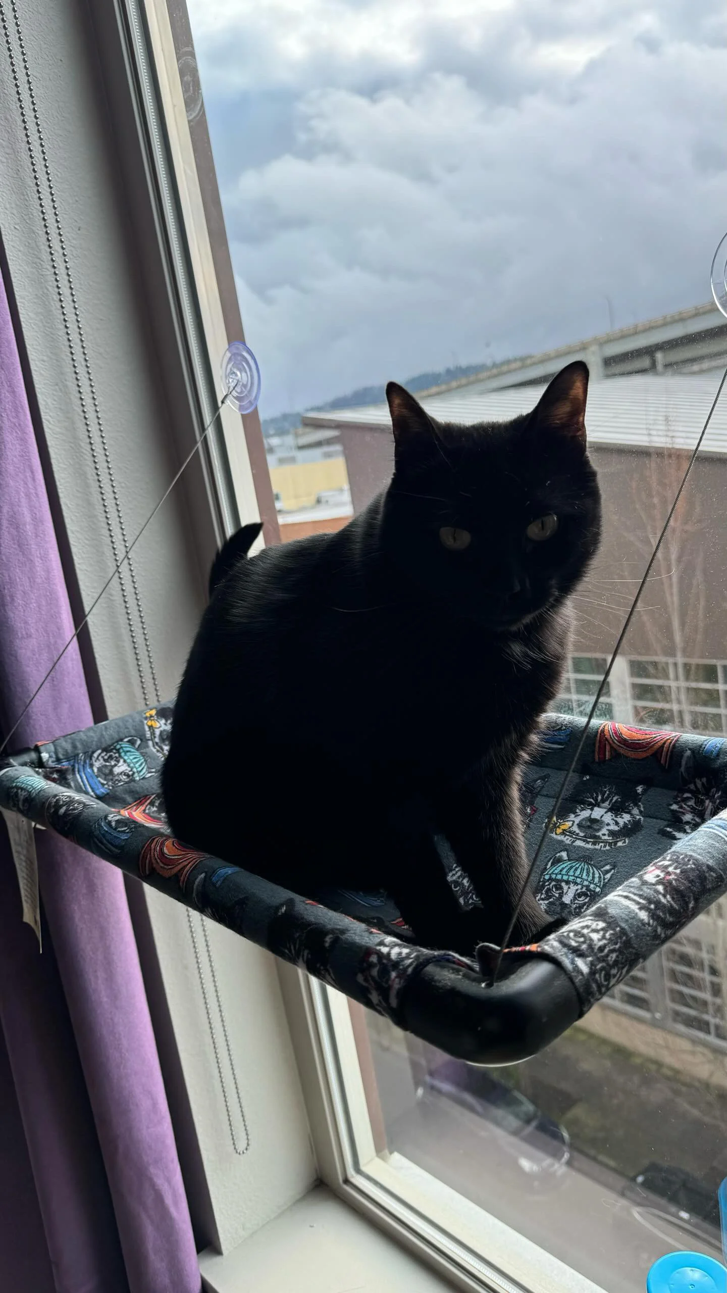 A black cat sitting on a patterned hammock near a window, with clouds and a bridge visible outside.