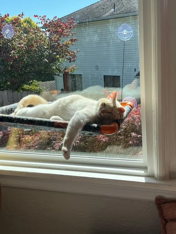 A white cat is sleeping on a screened window perch outside a window, with its paw hanging down. The scene includes a tree with red and green leaves and a house in the background.