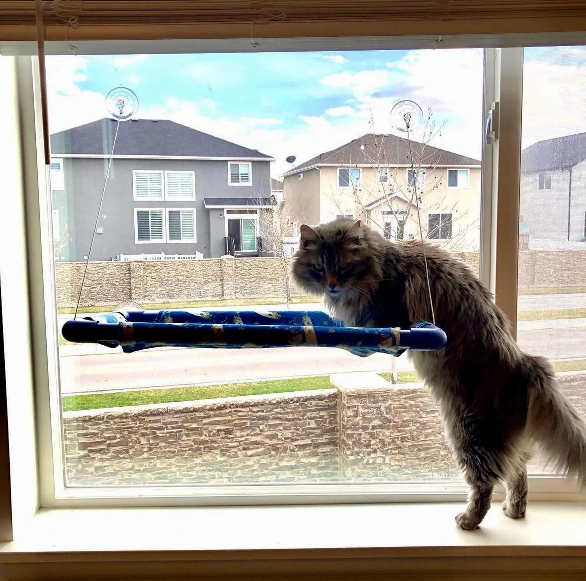 A long-haired cat standing on a window sill looks outside, with a window cleaning tool attached to the glass. Outside the window, there are residential houses and a partly cloudy sky.