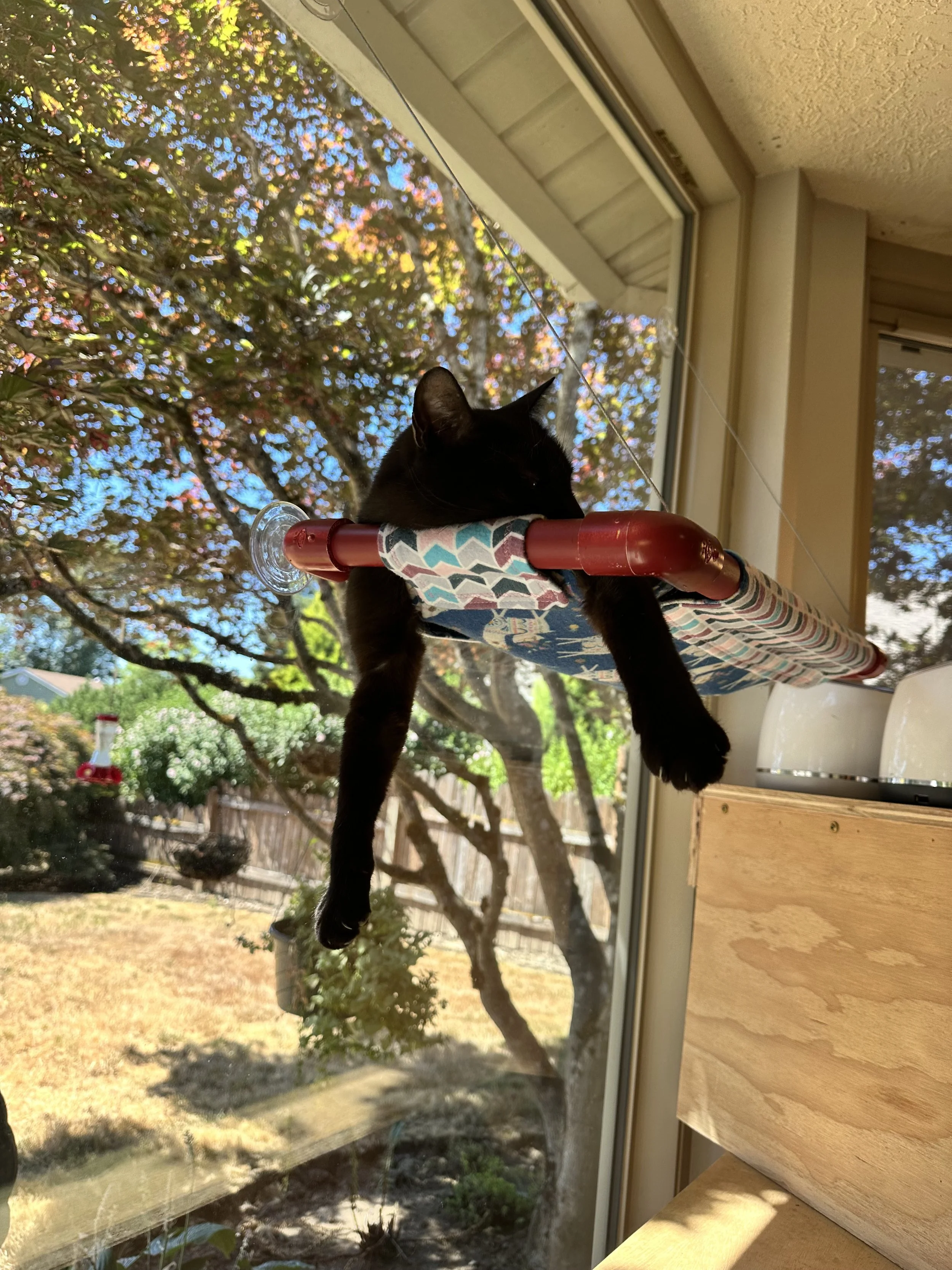 Black cat resting on a perch near a window with a view of trees and a backyard.