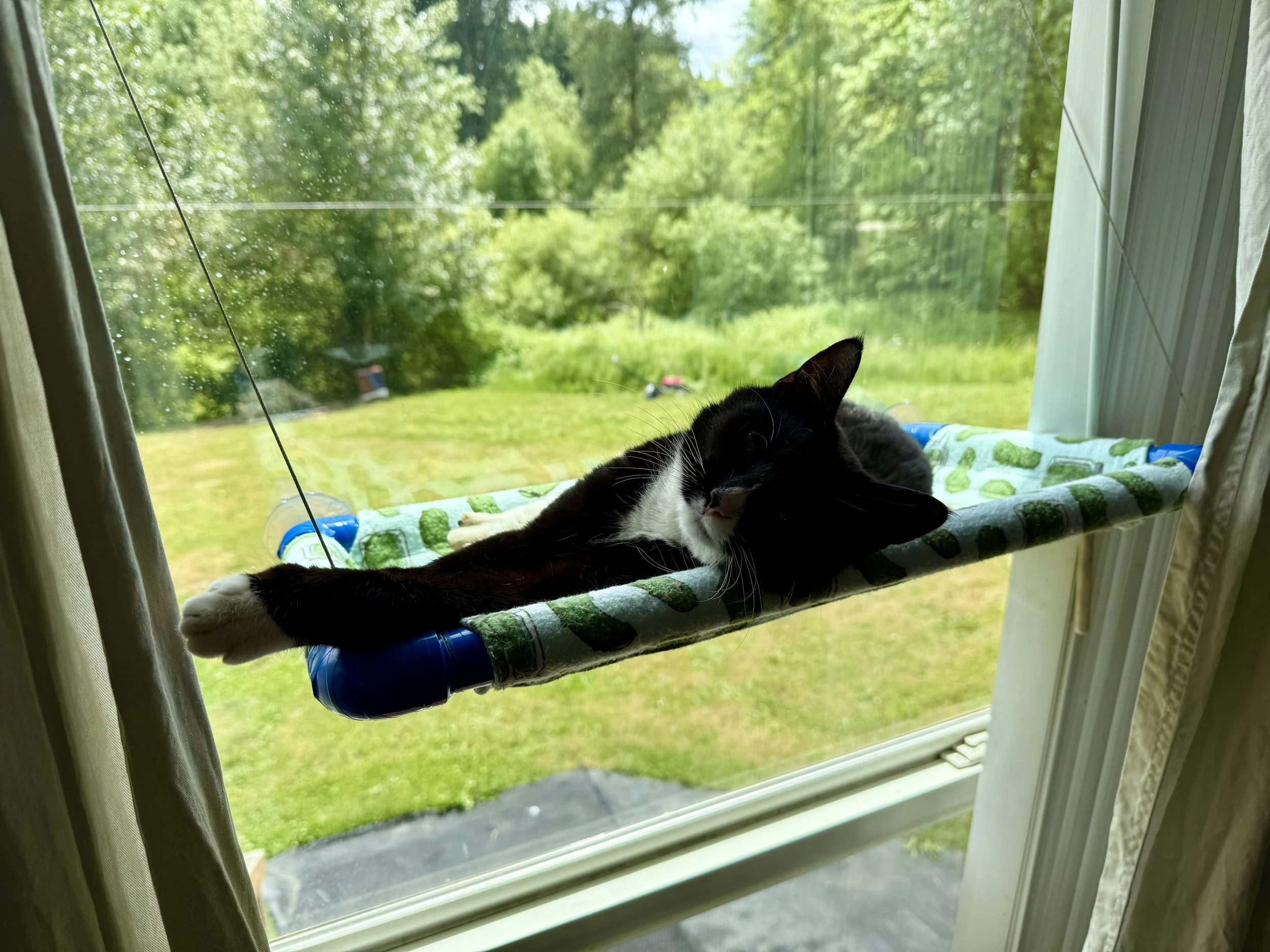 A black and white cat lying on a window perch, with a view of green trees and grass outside the window, during daytime.