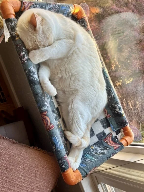 A white cat with orange markings sleeping in a small basket on a windowsill. The cat is curled up and appears to be resting peacefully.