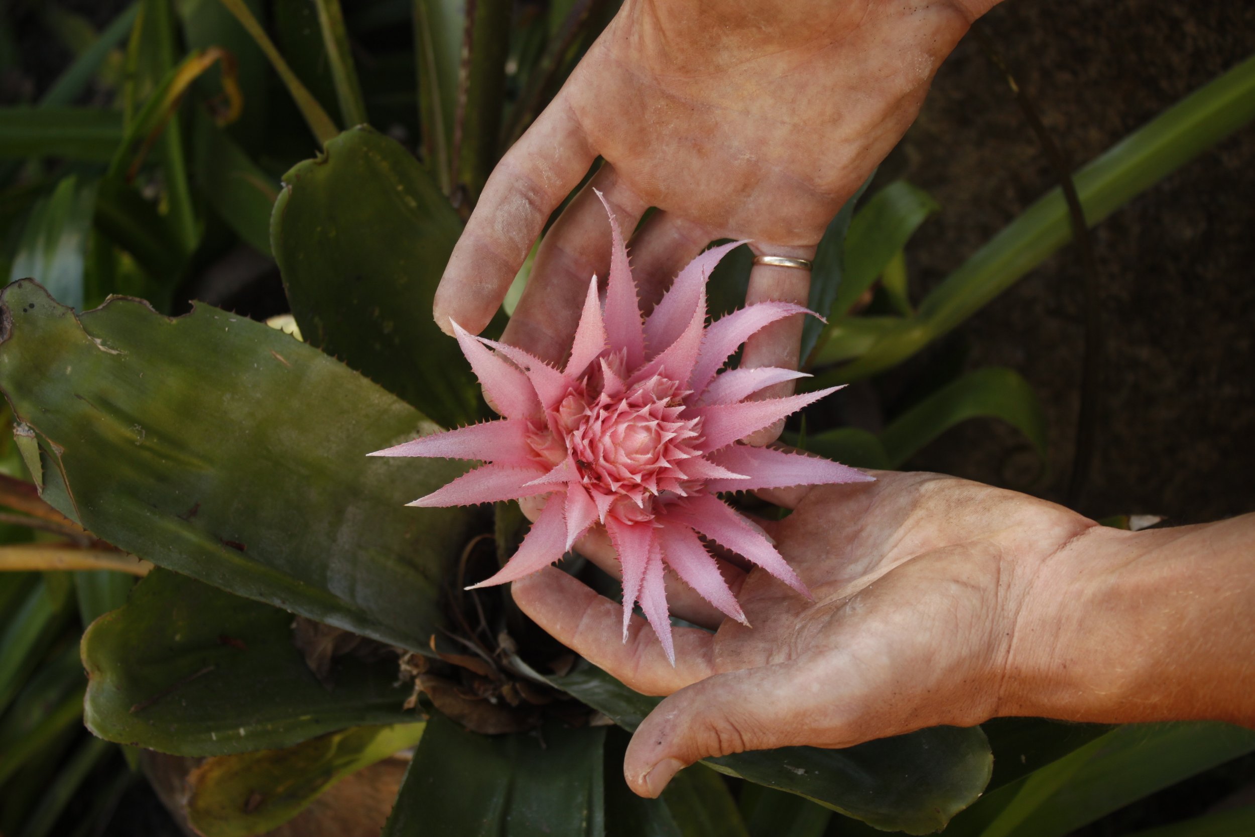 Close-up of two hands gently holding a pink pineapple flower with spiky petals, surrounded by green pineapple leaves.