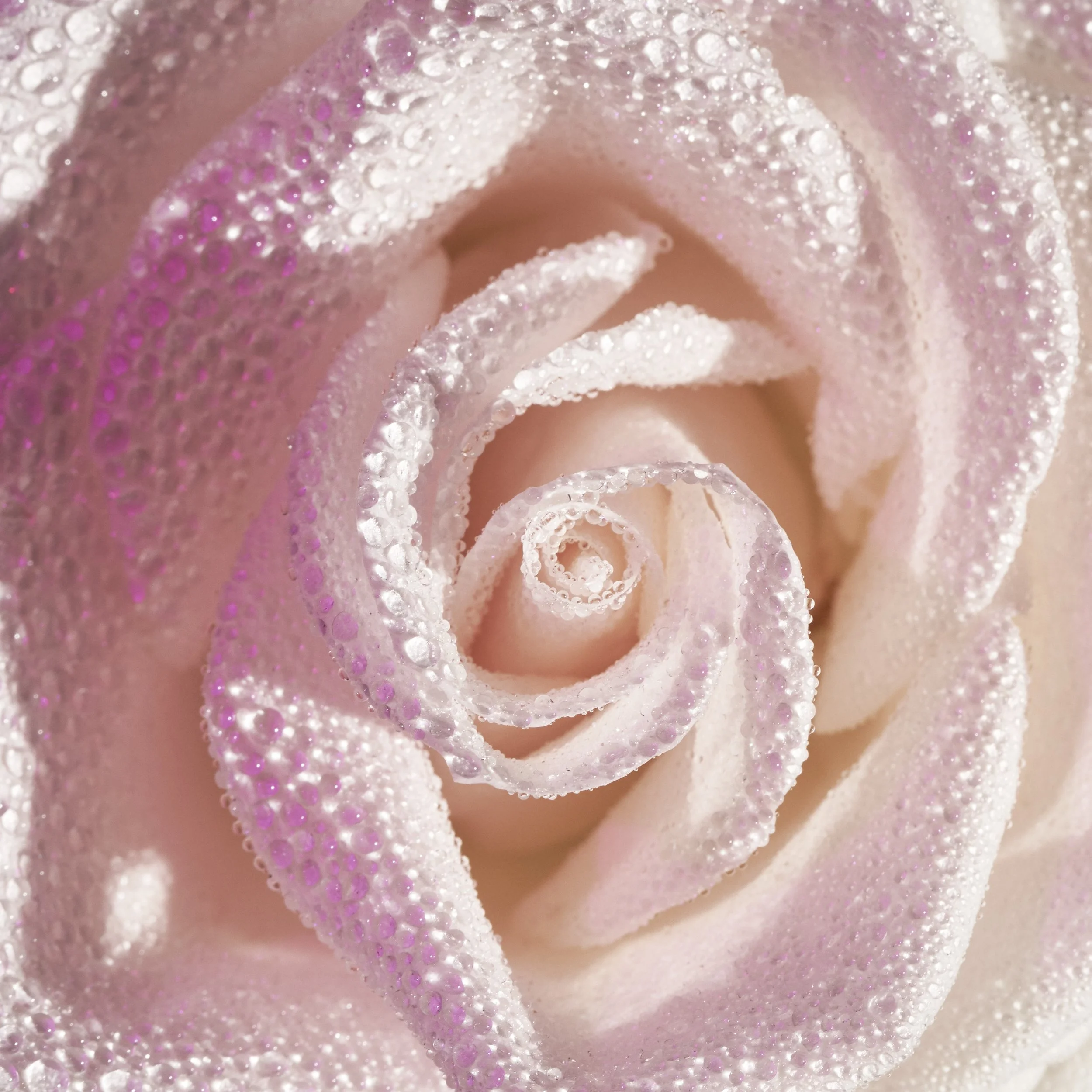 1 SES02294_TIF_CROP_1X1.jpg