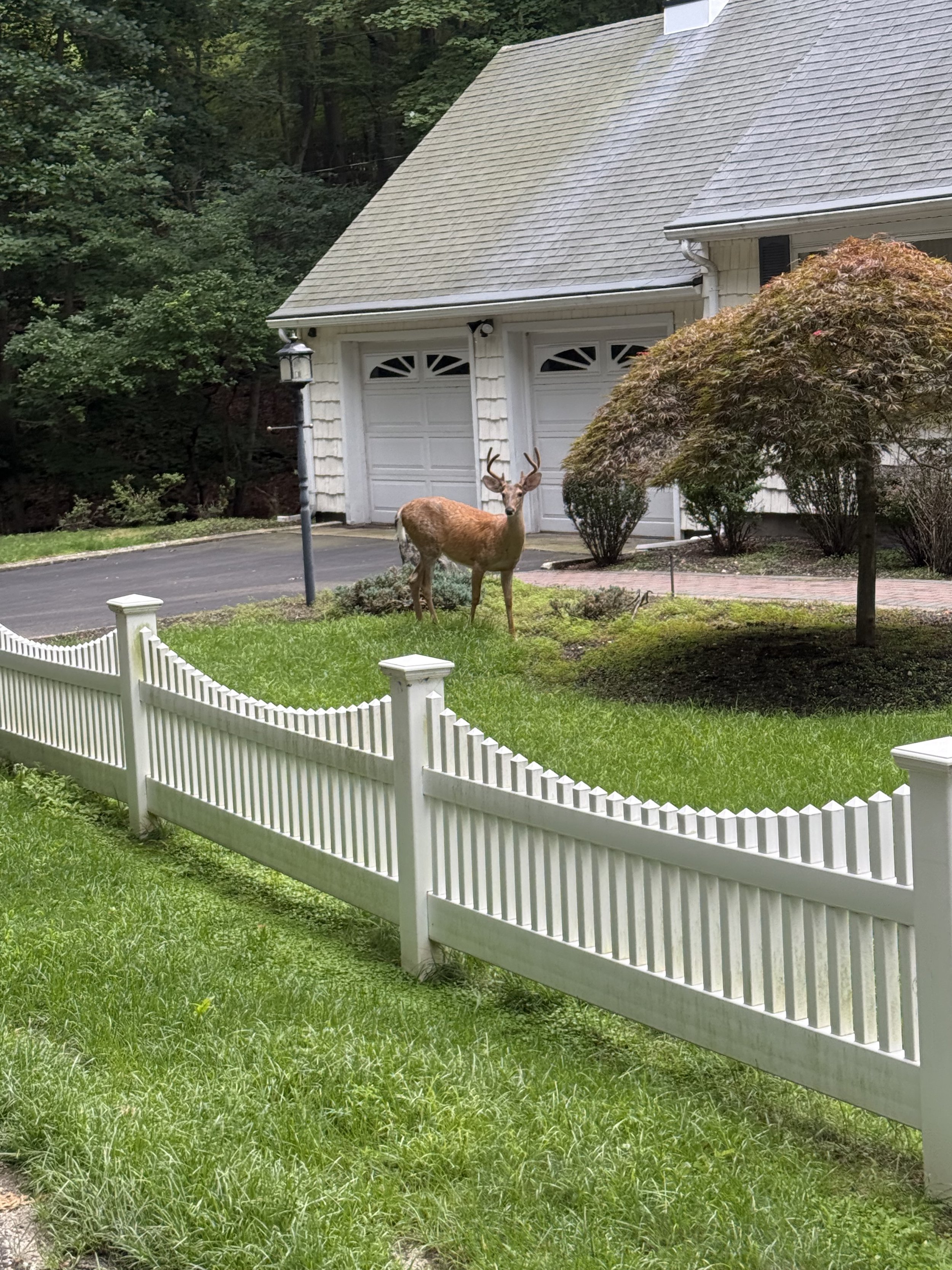 White-tailed deer standing in a residential front yard on Long Island