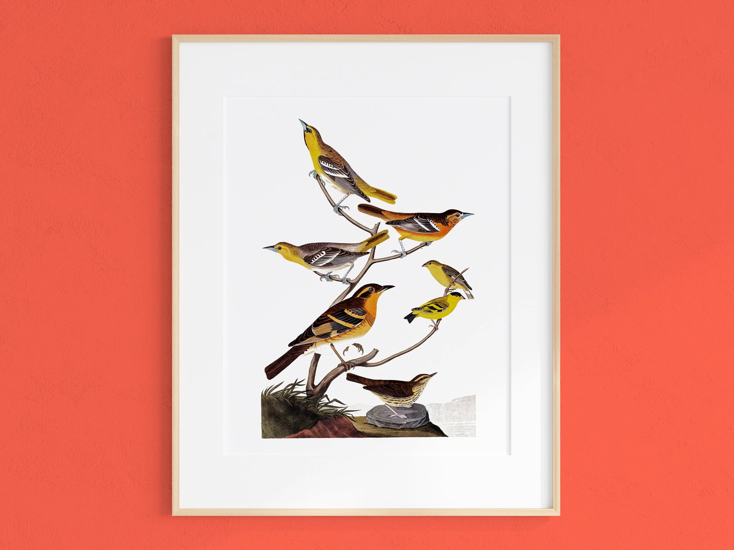 Artwork of various colorful birds perched on a branch, set against a white background with a red wall.