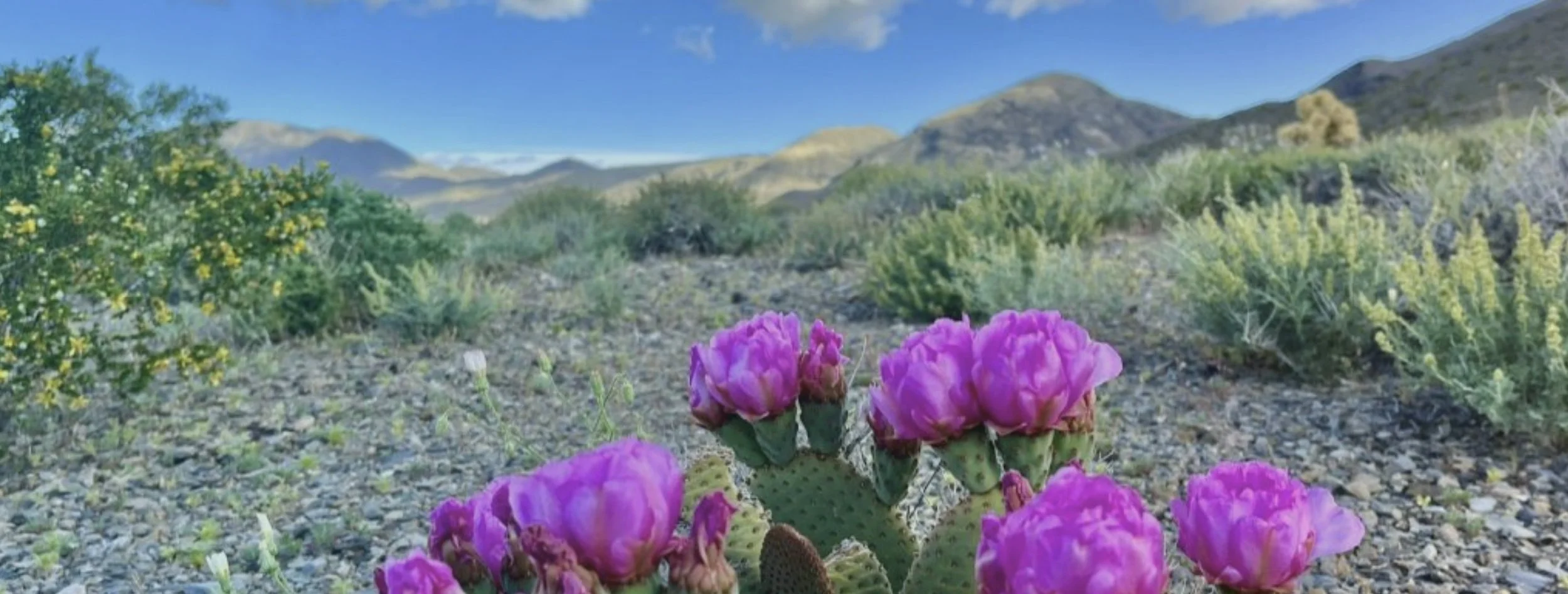 Pink cacti with blooming flowers in a desert landscape with mountains and green shrubbery, under a blue sky.