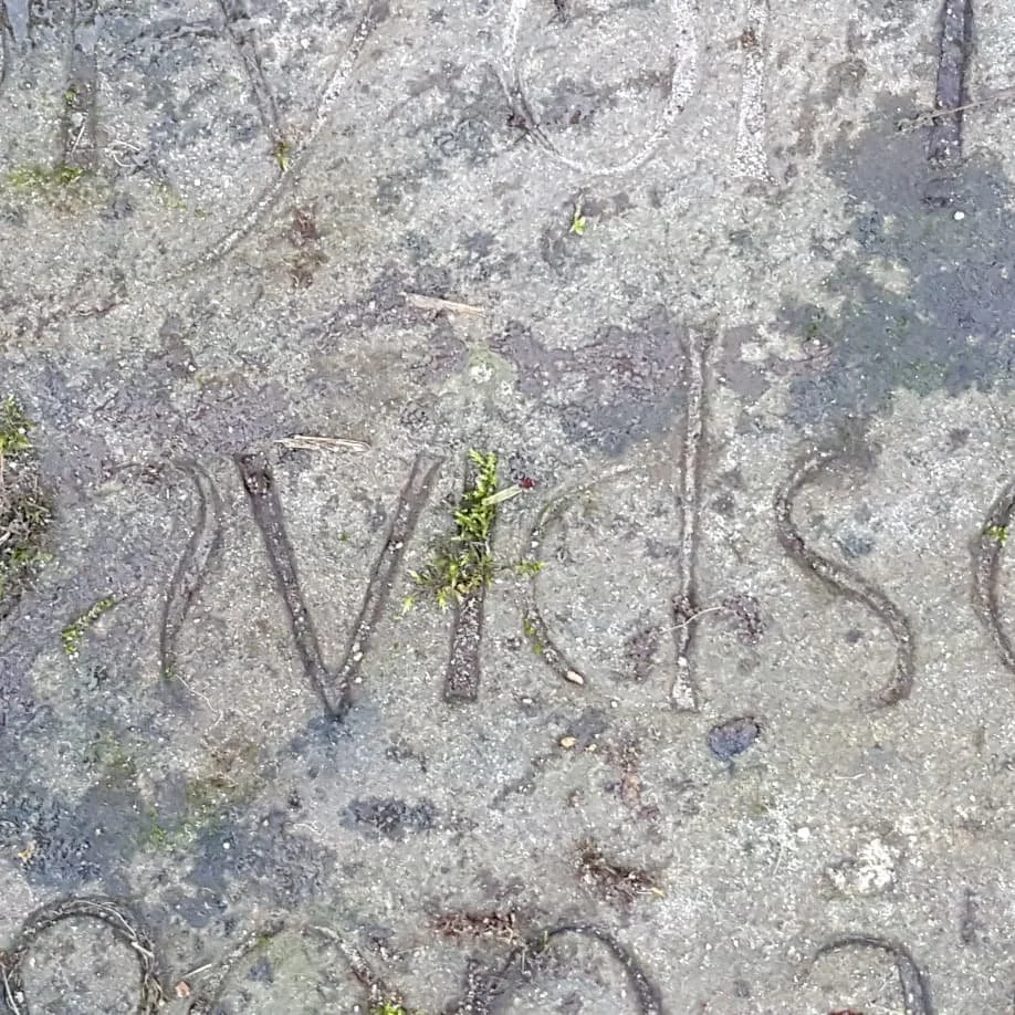 Word ''VIEWS'' written in a dirt or sand surface with small plants and tire tracks around.