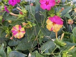IMG_0680 Small.jpeg