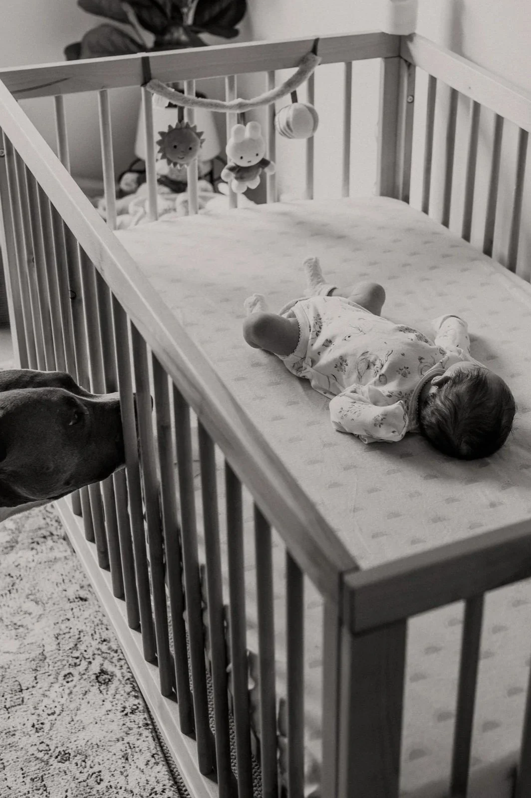 Baby sleeping in a crib with a dog looking at the baby from outside the crib.