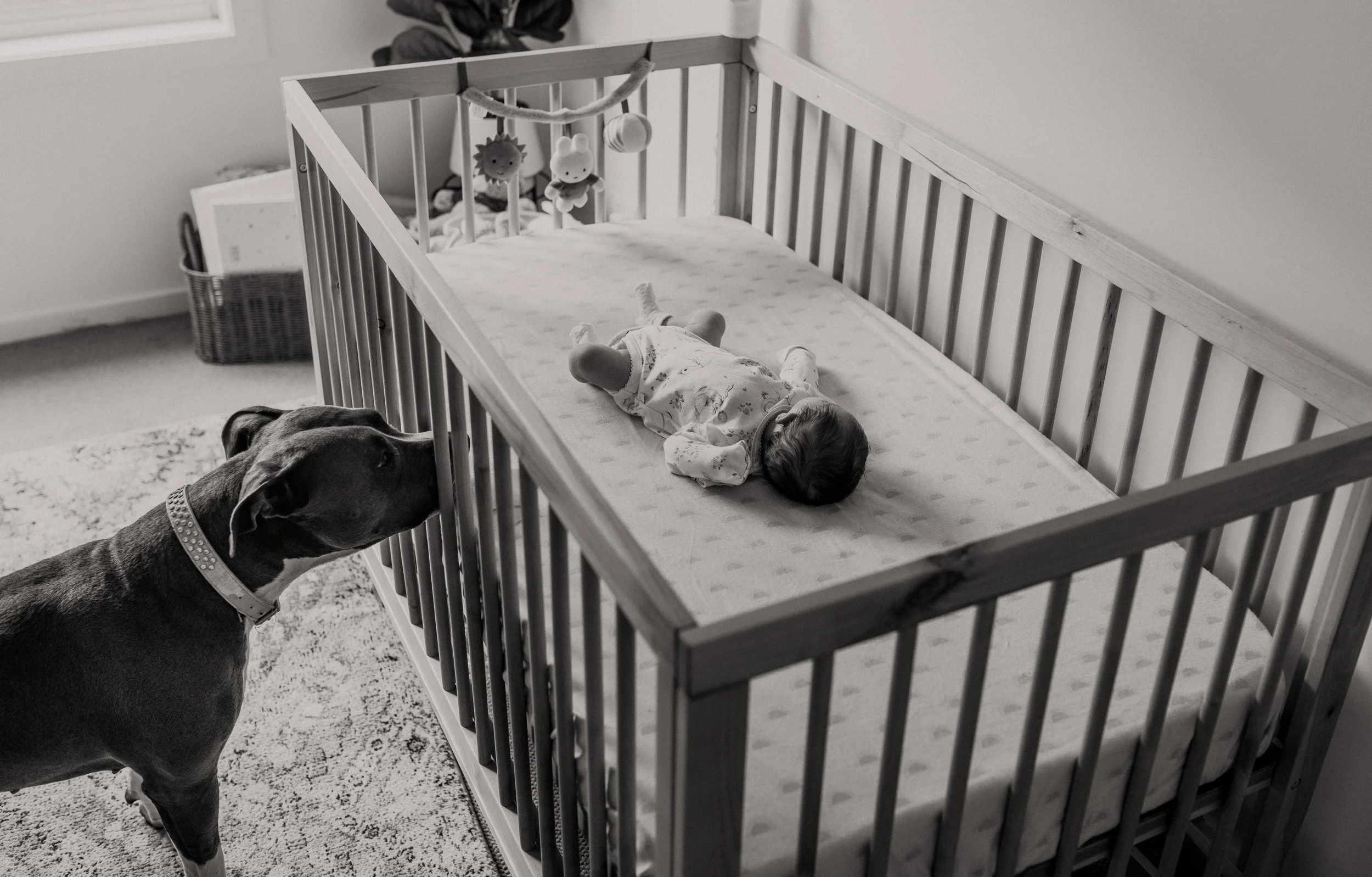 Baby sleeping in a crib with a dog looking at the baby from outside the crib.