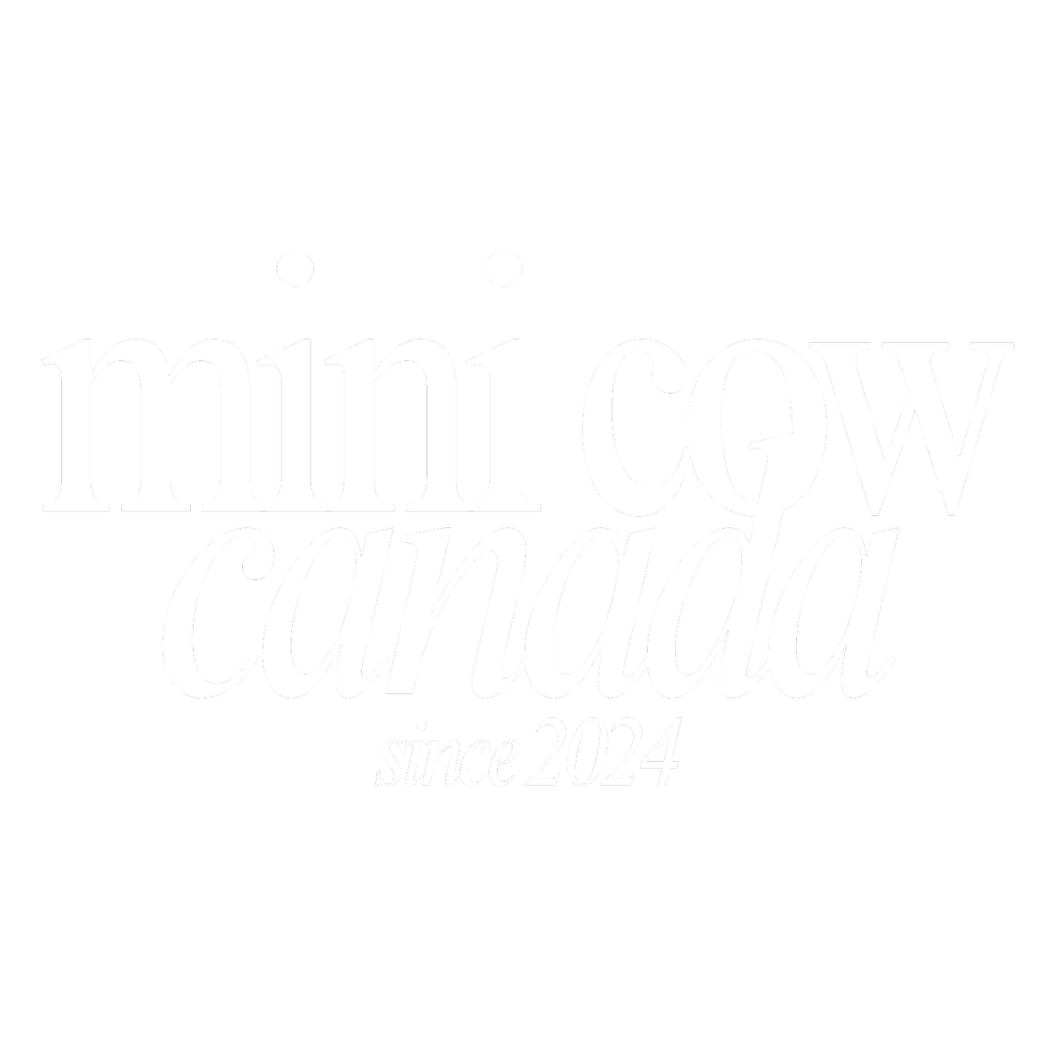 Mini Cow Canada