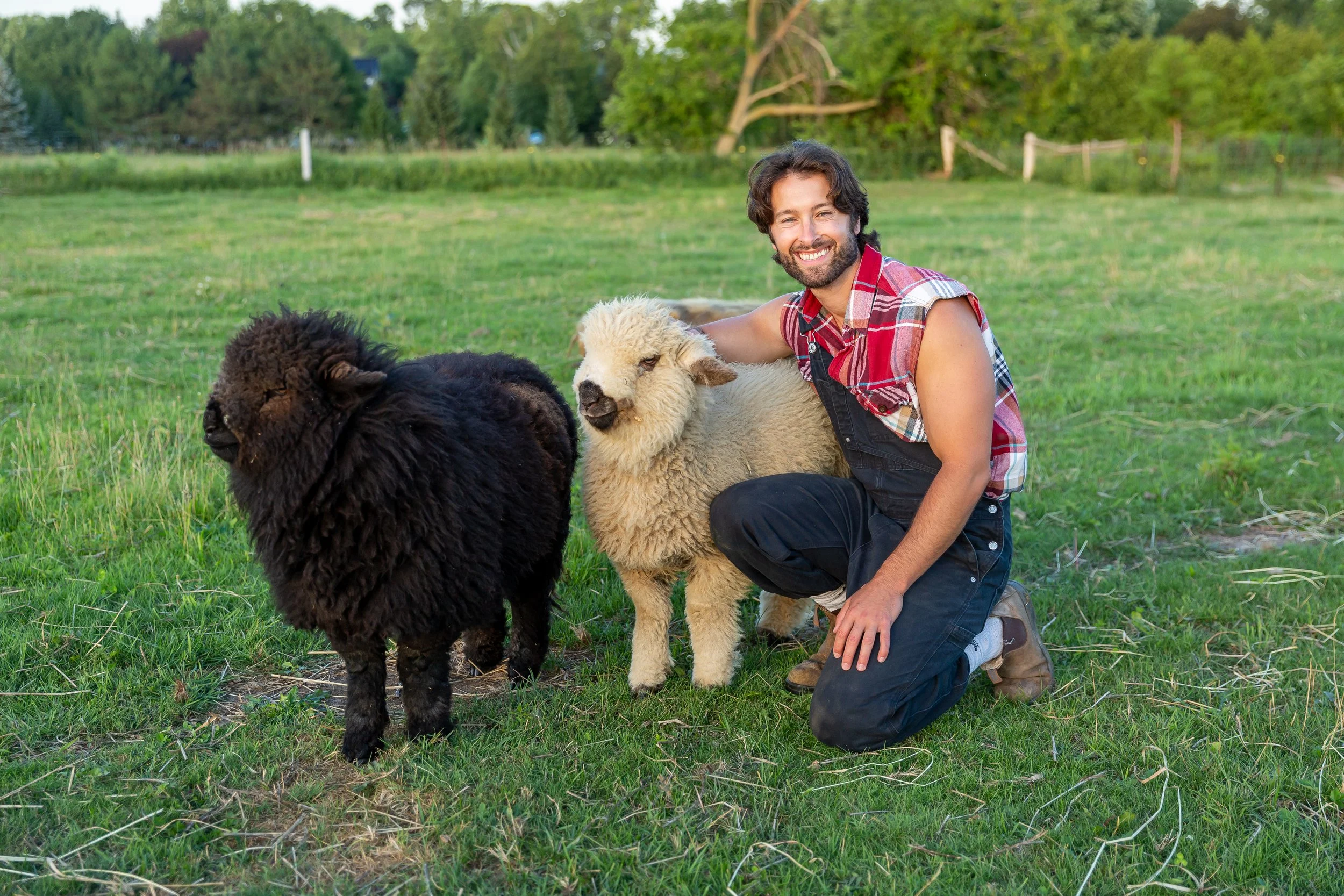 A man with a beard and long hair, wearing a sleeveless plaid shirt and black overalls, kneeling on grass next to three fluffy alpacas in a field with trees in the background.