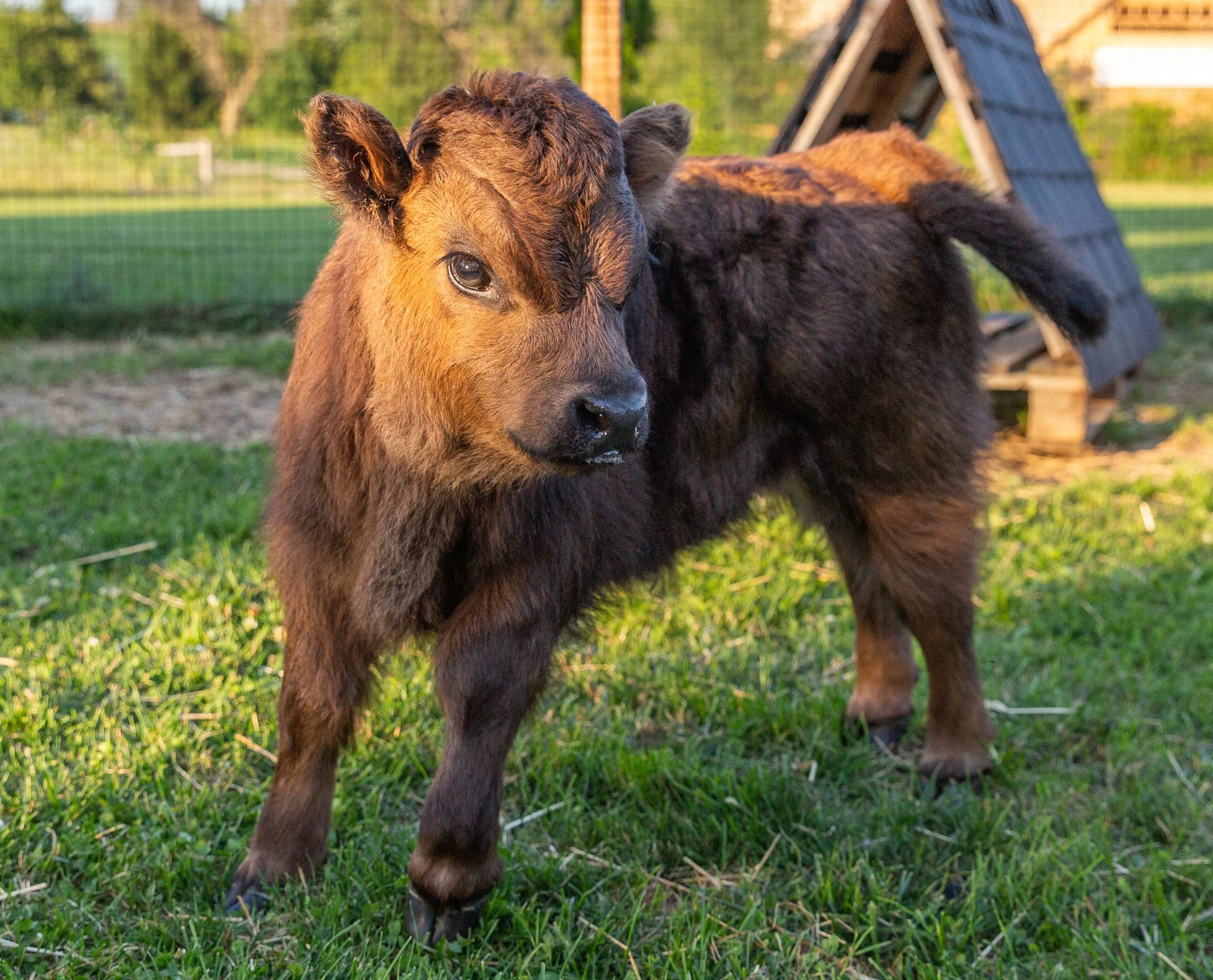 Close-up of a young brown and black cow standing on green grass with a weathered wooden shed and fence in the background.