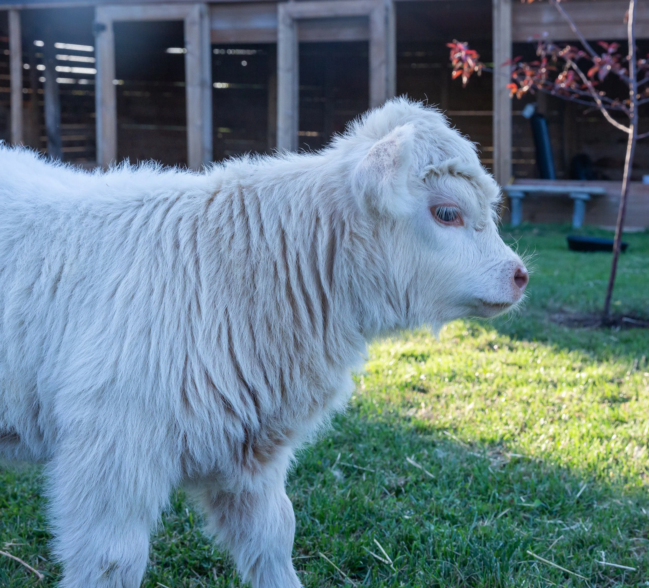 Close-up of a white llama's head and shoulders standing outdoors on green grass in front of a wooden fence and some trees with red leaves.