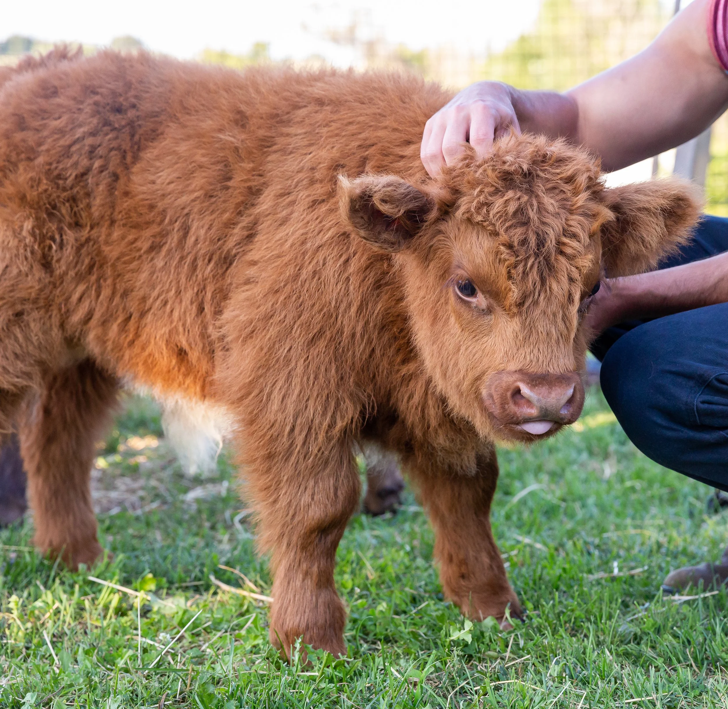 A person petting a young, fluffy brown puppy outdoors on green grass, with blurred trees and sky in the background.