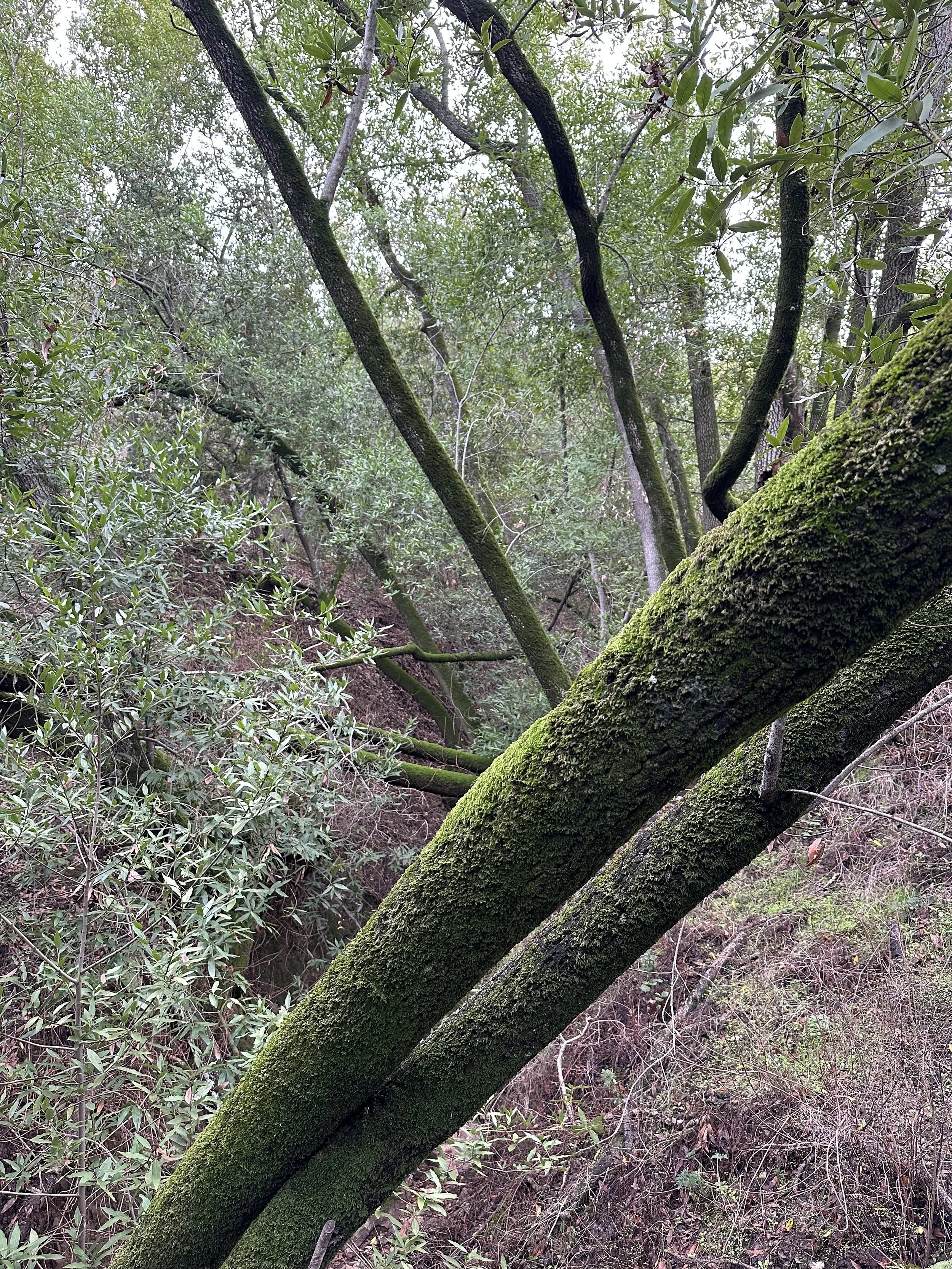 IMG_4082.jpeg