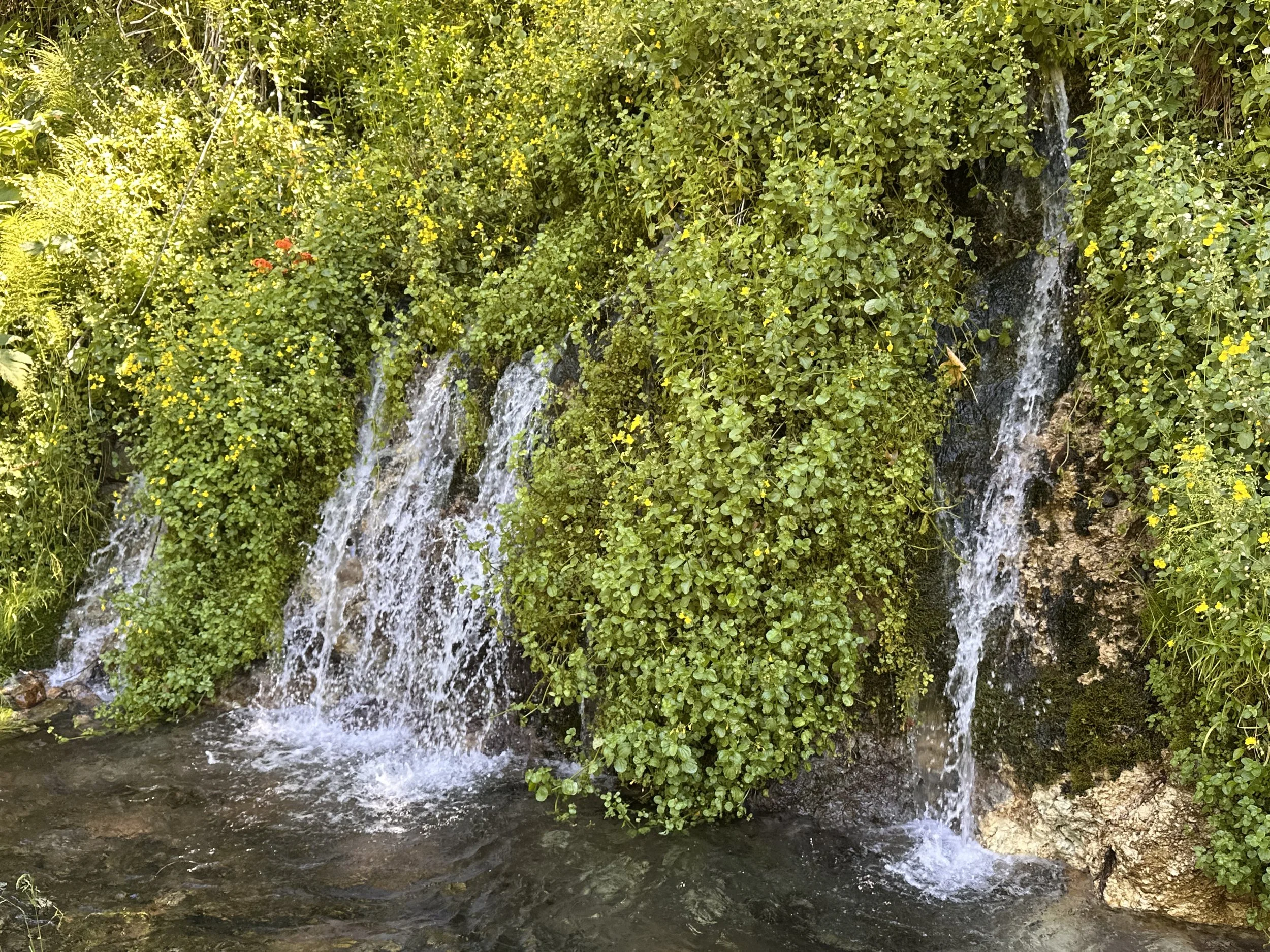 IMG_1664.jpeg