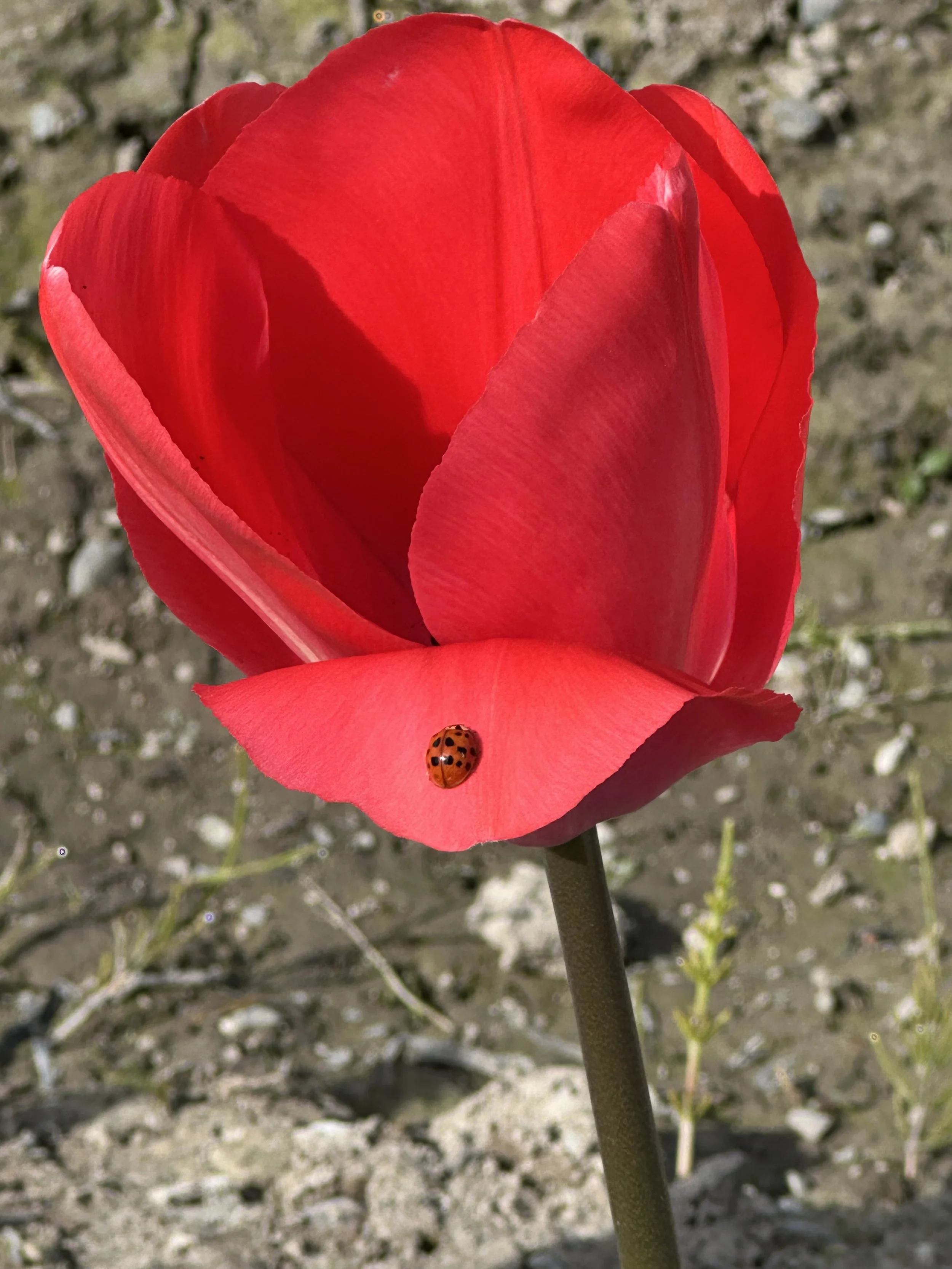 IMG_4627.jpeg