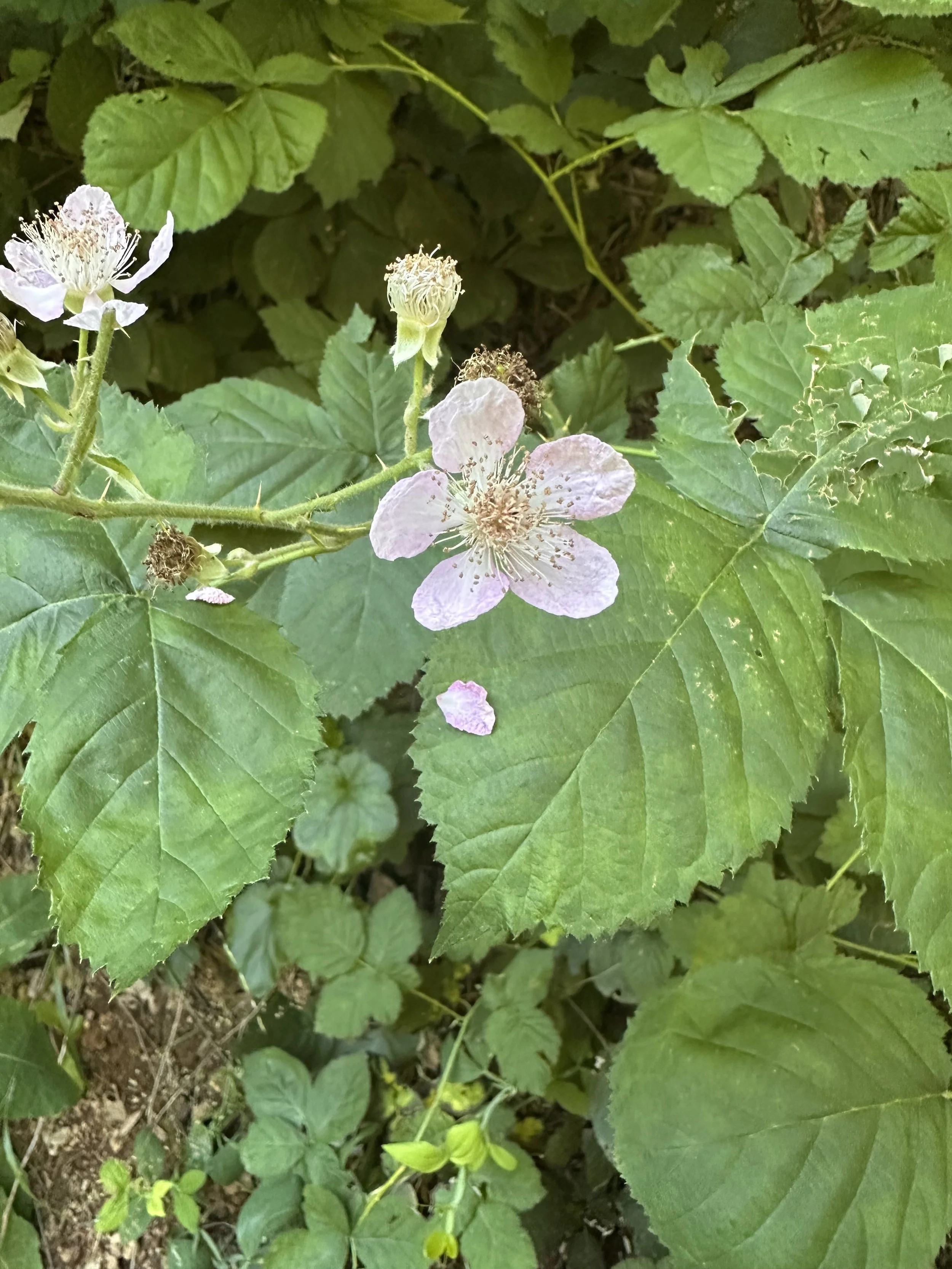 IMG_1438.jpeg