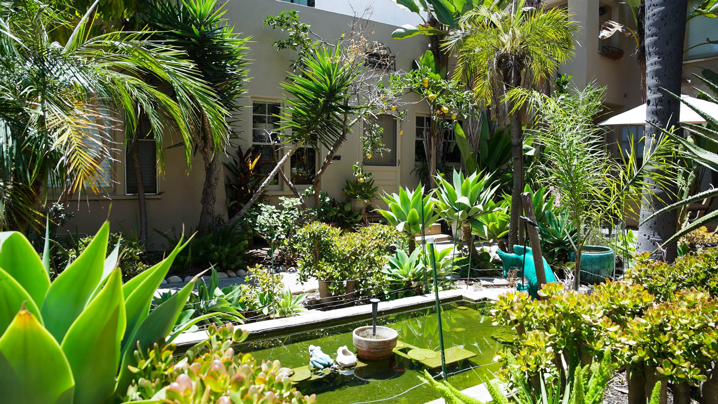 A lush backyard garden with various tropical plants and a pond with water lilies, with a beige house wall in the background.