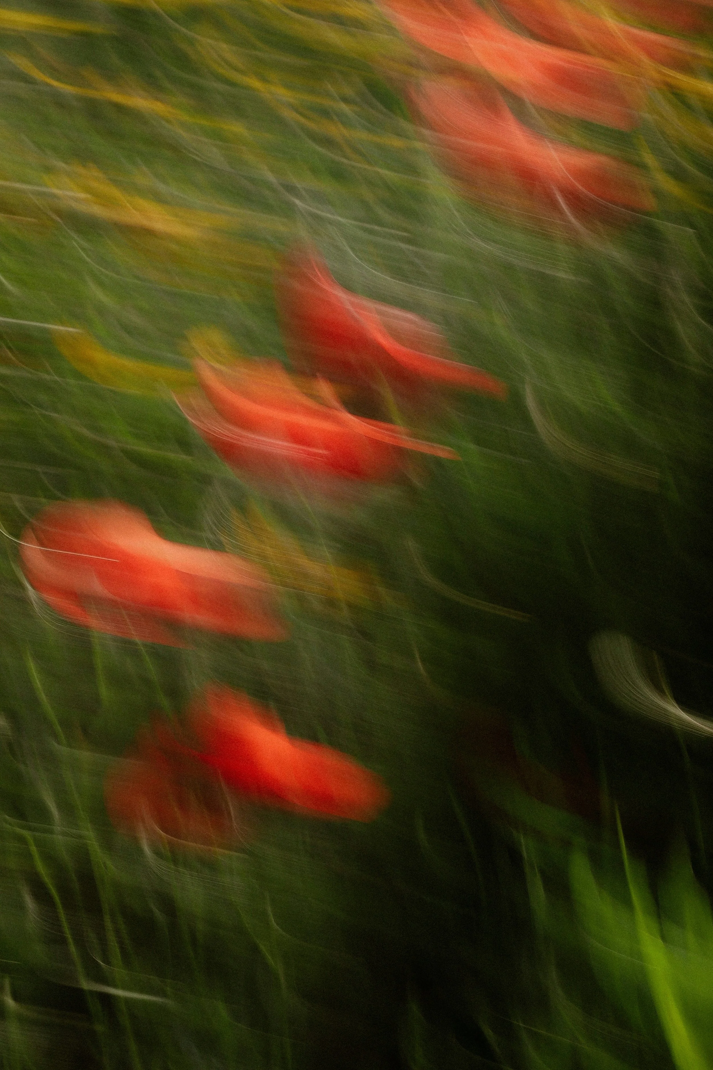 Blurred image of red flowers and green foliage with streaks of light.