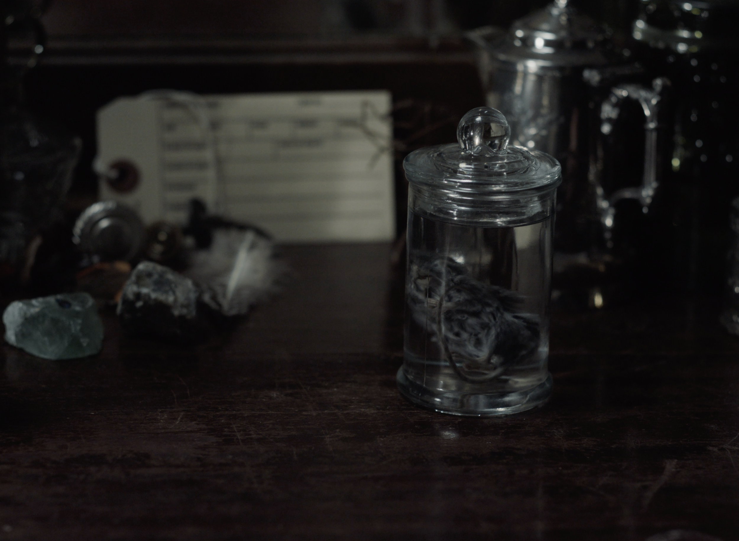 Wet Specimen (2025)