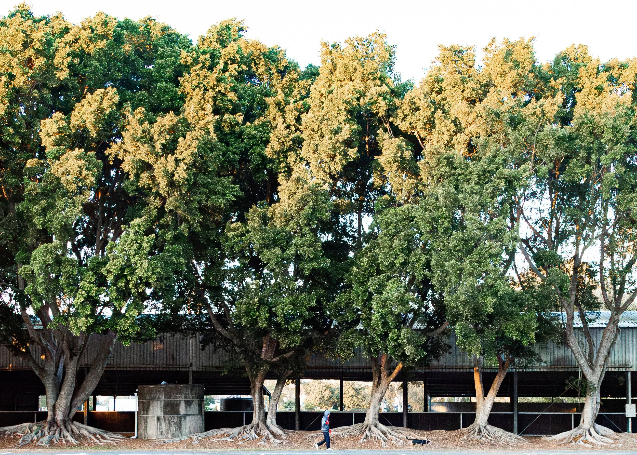 Large trees with thick roots and dense green foliage, situated in an urban area with a building structure beneath and children playing on the ground.