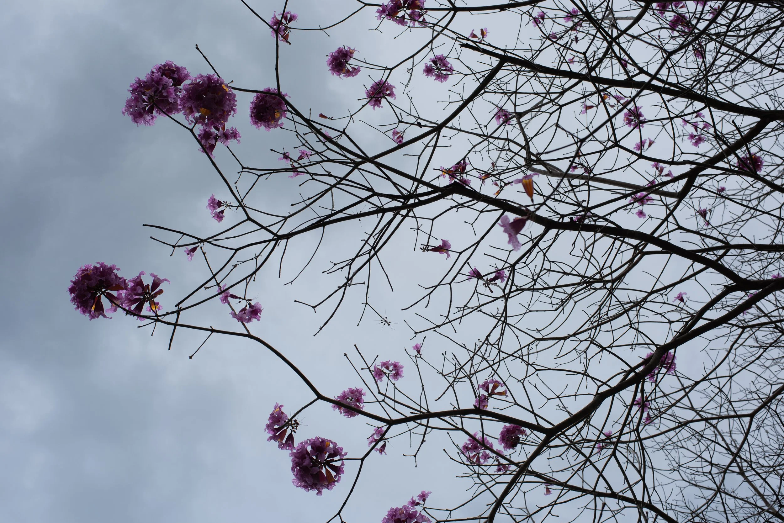Tree branches with pink flowers against a cloudy sky.