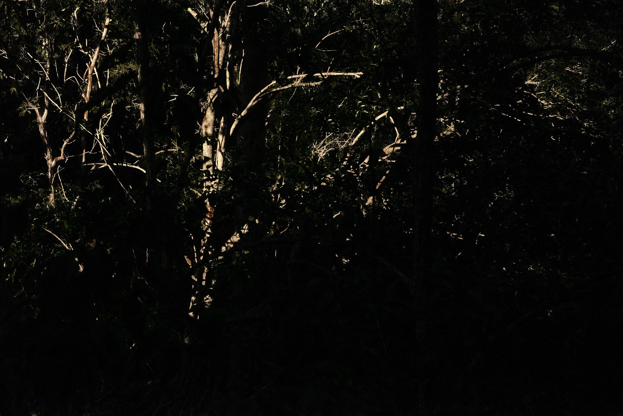 Dark, dense forest with intertwined tree branches and leaves, sunlight barely penetrating through