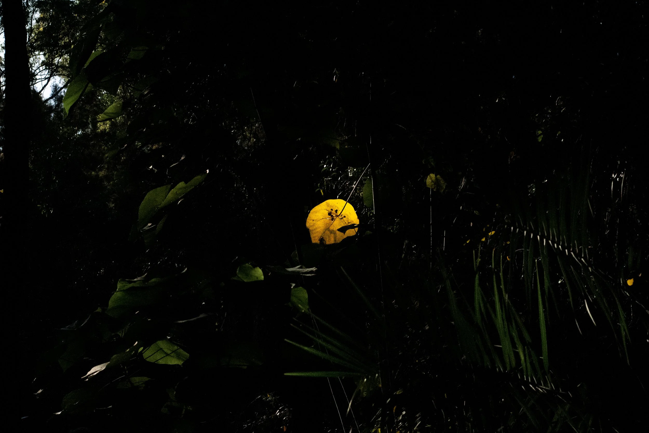 The image shows a dark forest scene with dense foliage and a large yellow leaf in the foreground, illuminated by ambient light.