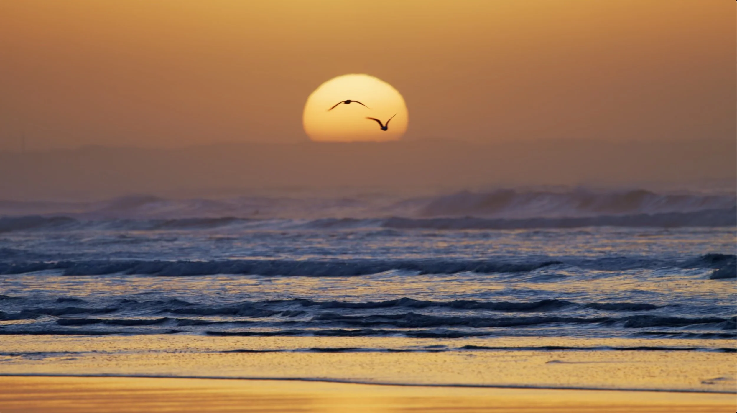 Sunset over the ocean with three seagulls flying near the sun.