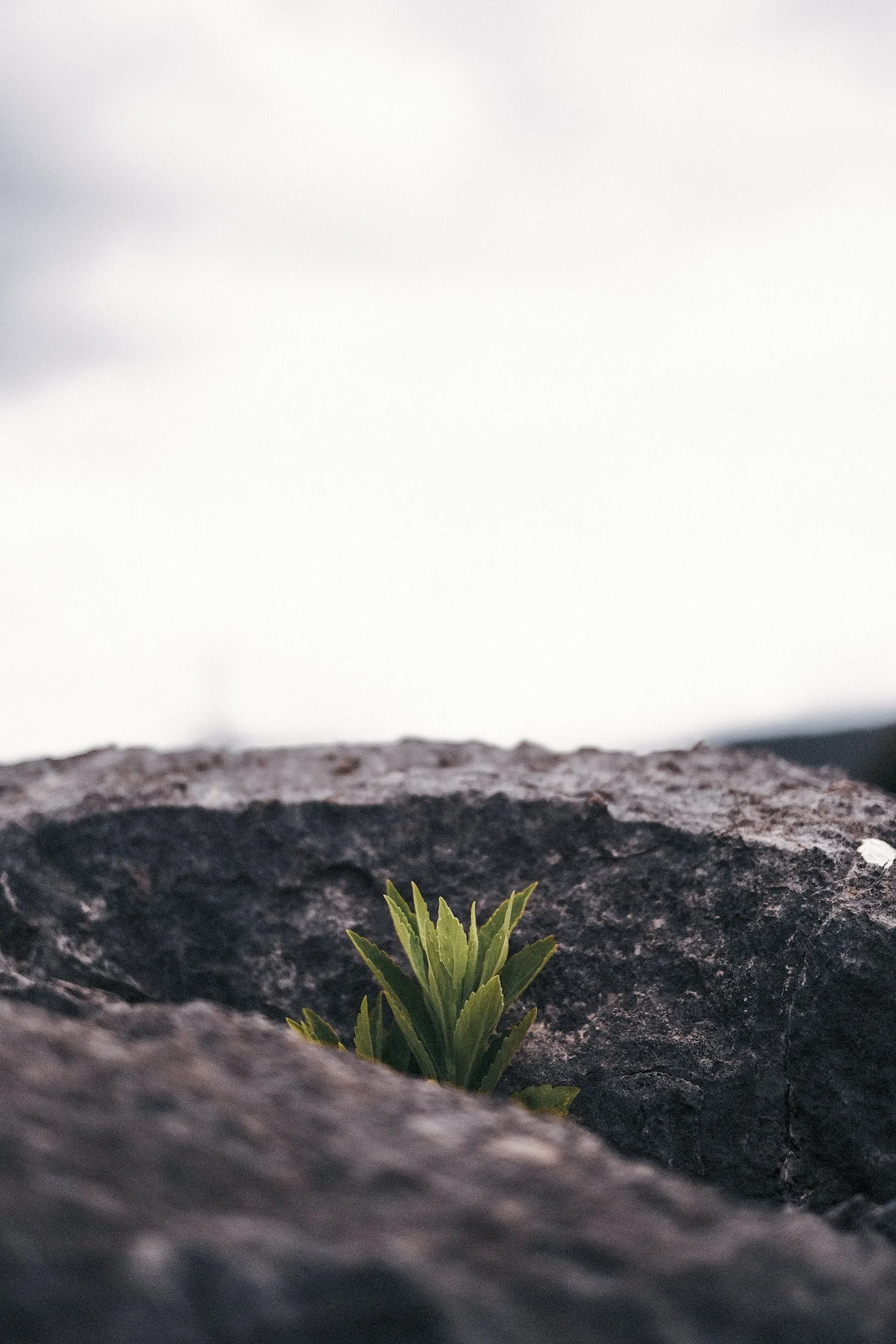 “Grey Rock” Strategies for High-Conflict Co-Parenting: Mastering the “Grey Rock” Technique (Part 1 - The Basics)
