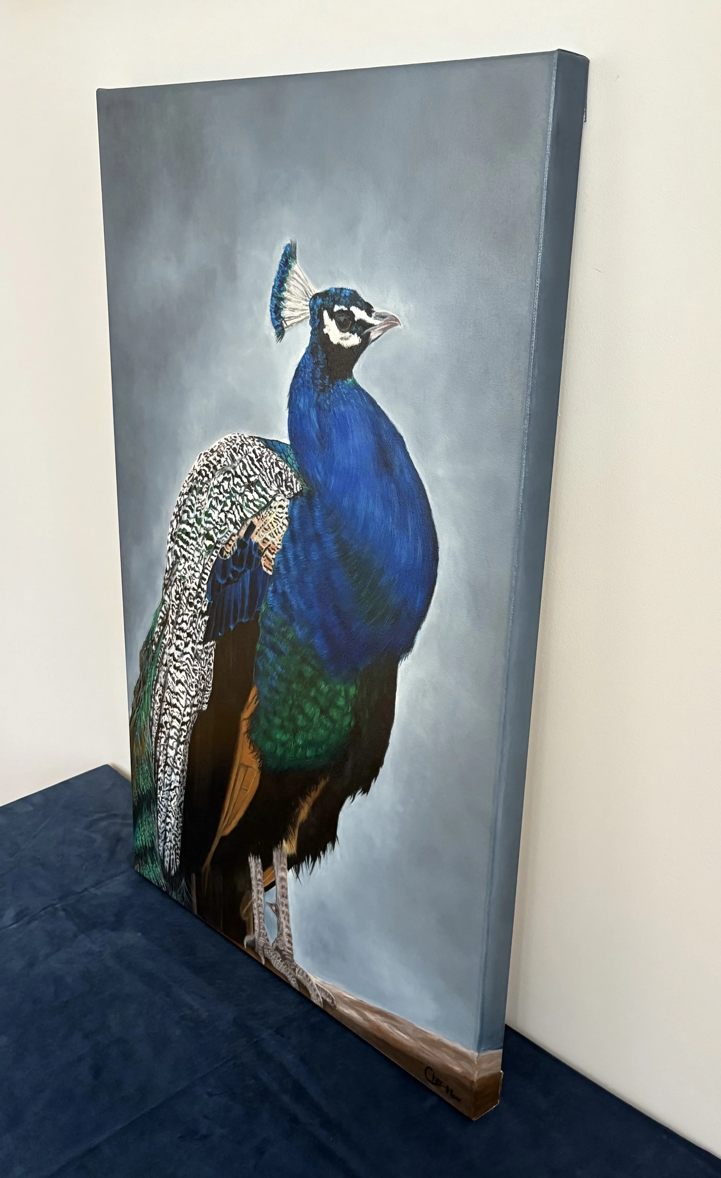 peacock S.jpeg