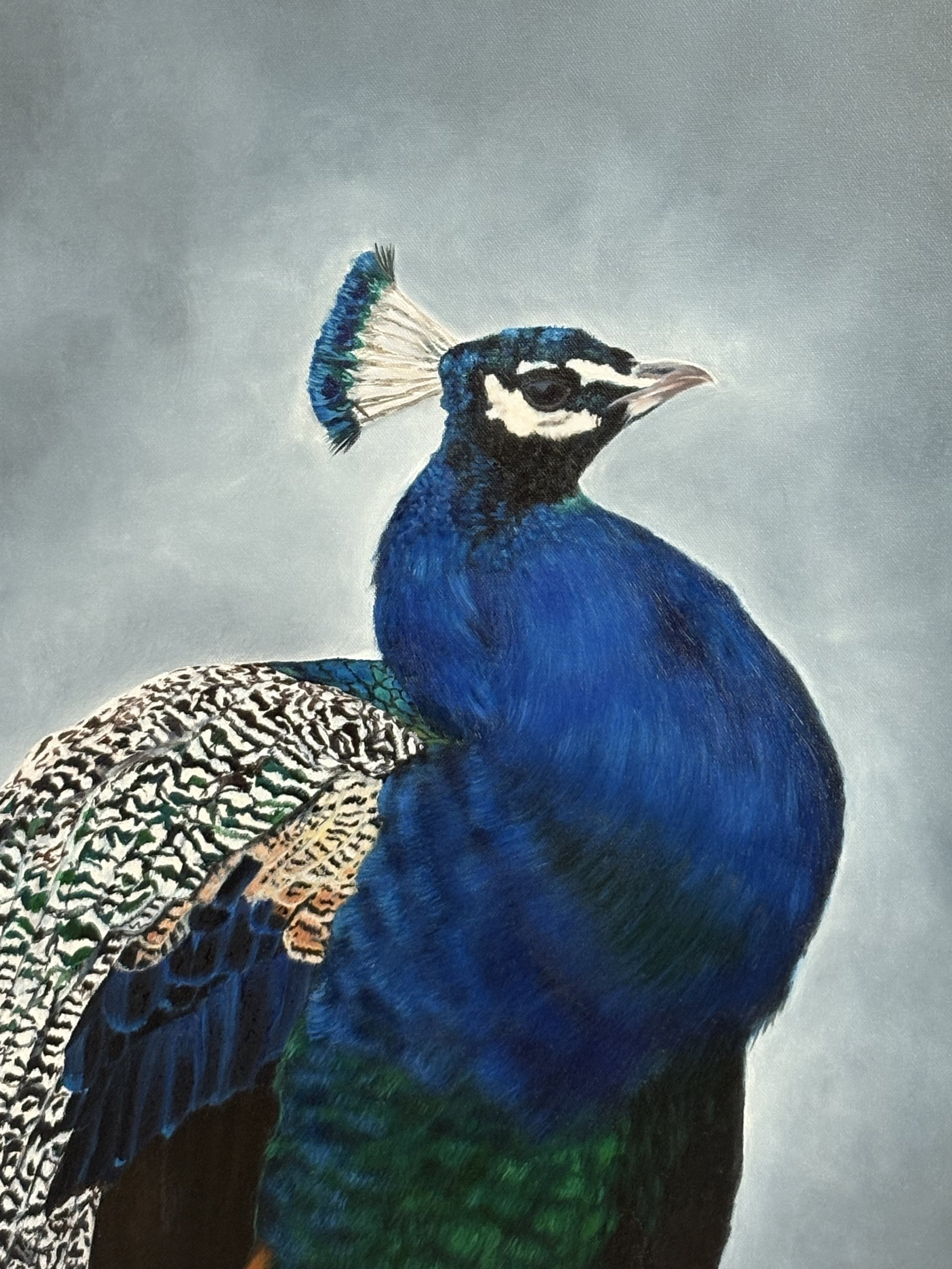 peacock D.jpeg