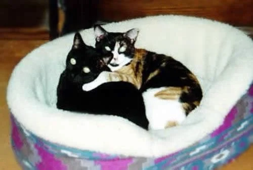 The Cats... Rocky and Tess