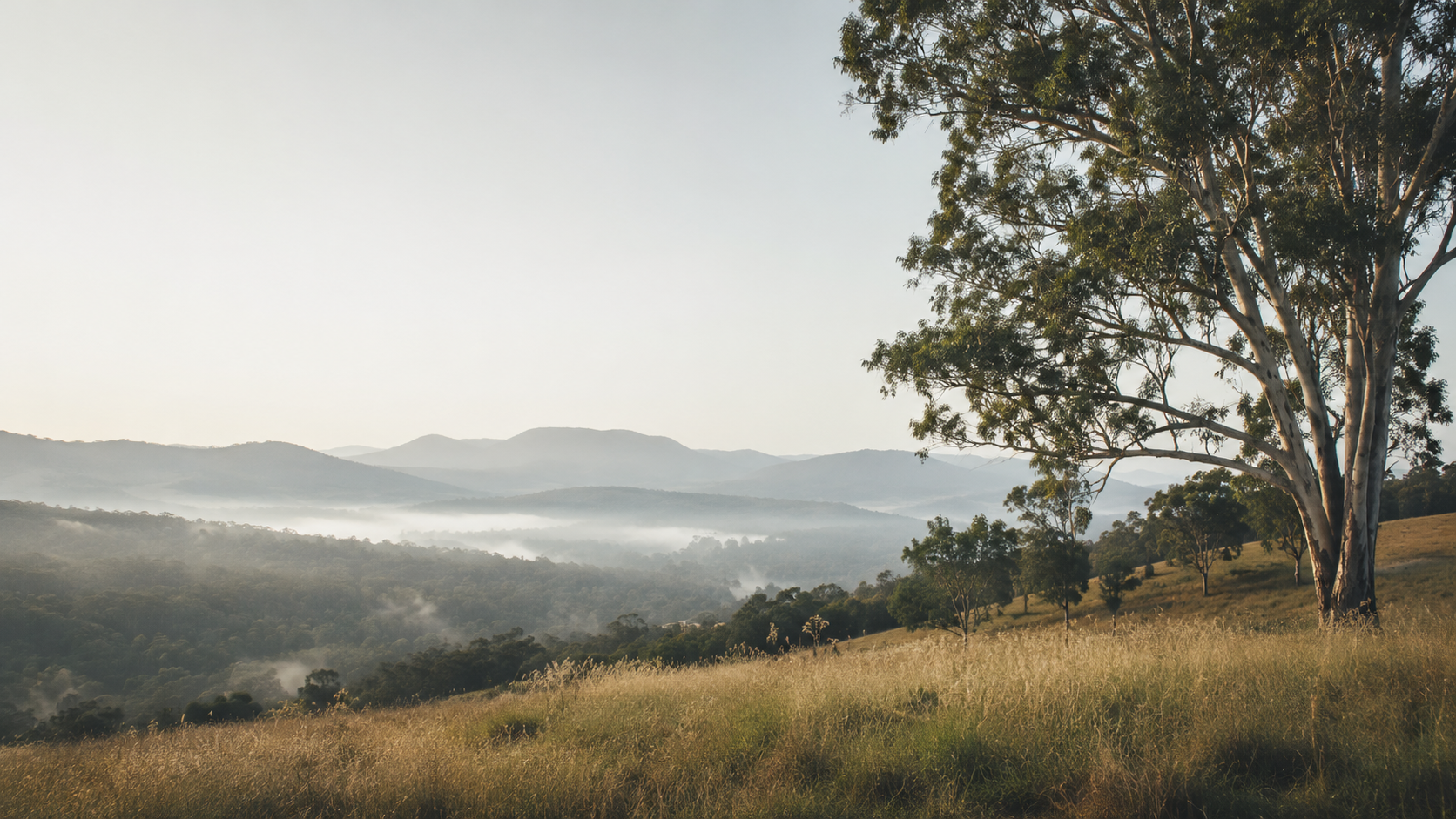 Misty hills and trees in the early morning light.