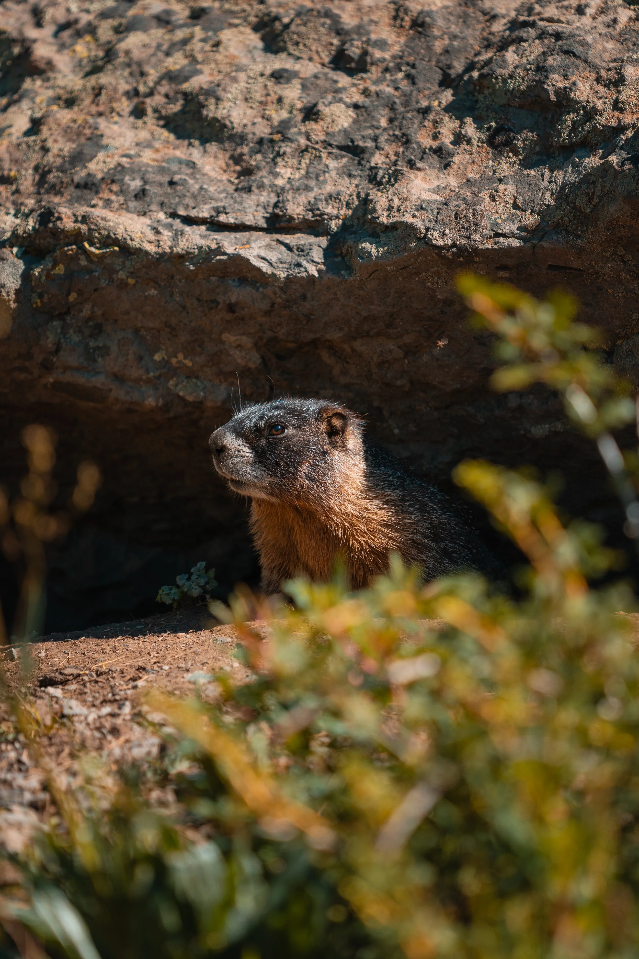 A close-up image of a marmot emerging from a burrow in a rocky landscape, with sunlight illuminating its fur and some plants in the foreground.