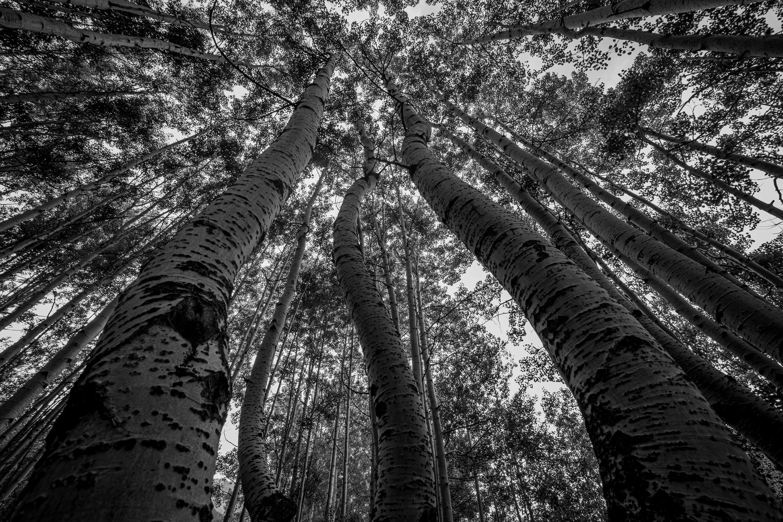Looking up at a grove of tall aspen trees with white bark and dense foliage, shot in black and white.