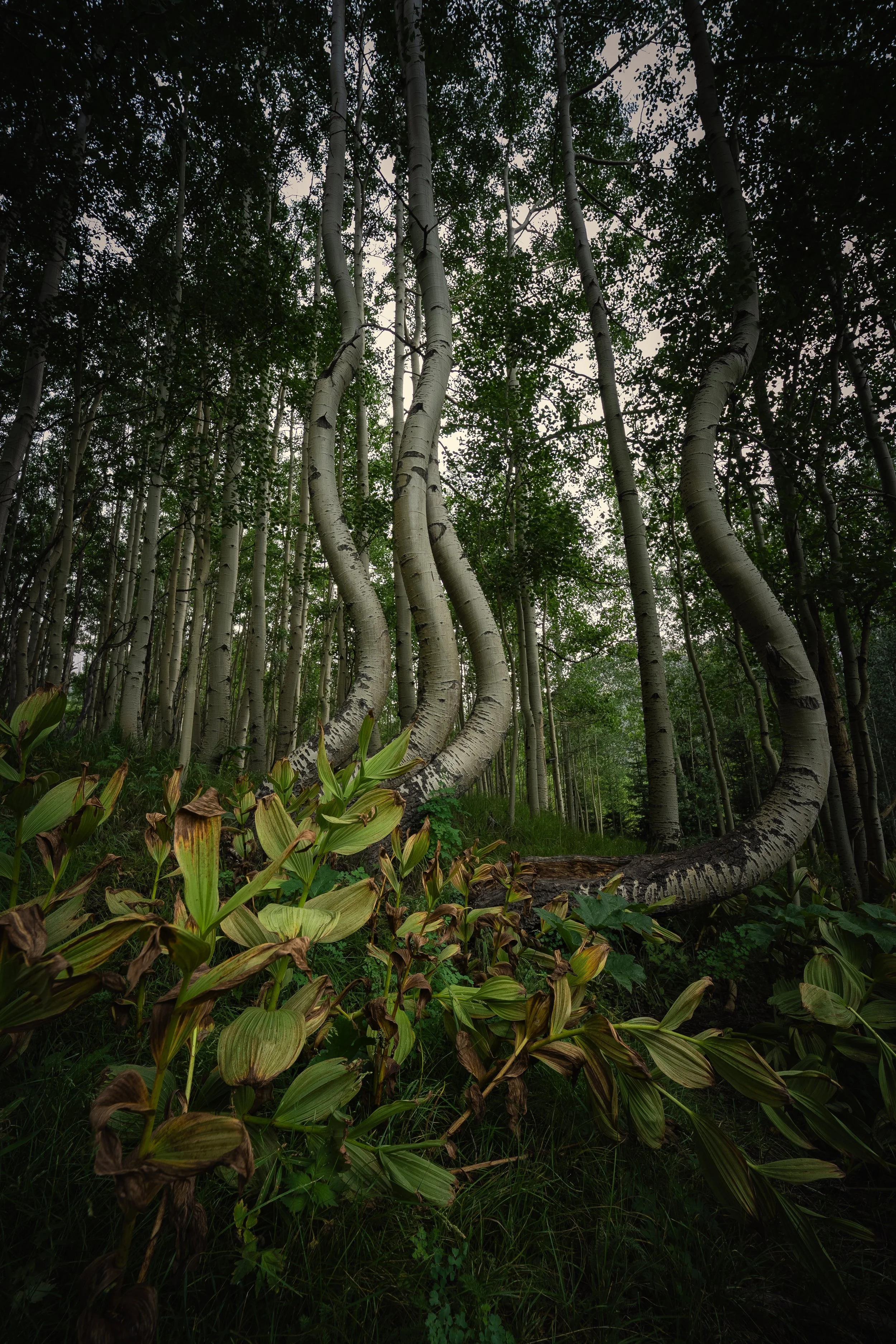 aspenweb (1 of 1).jpg