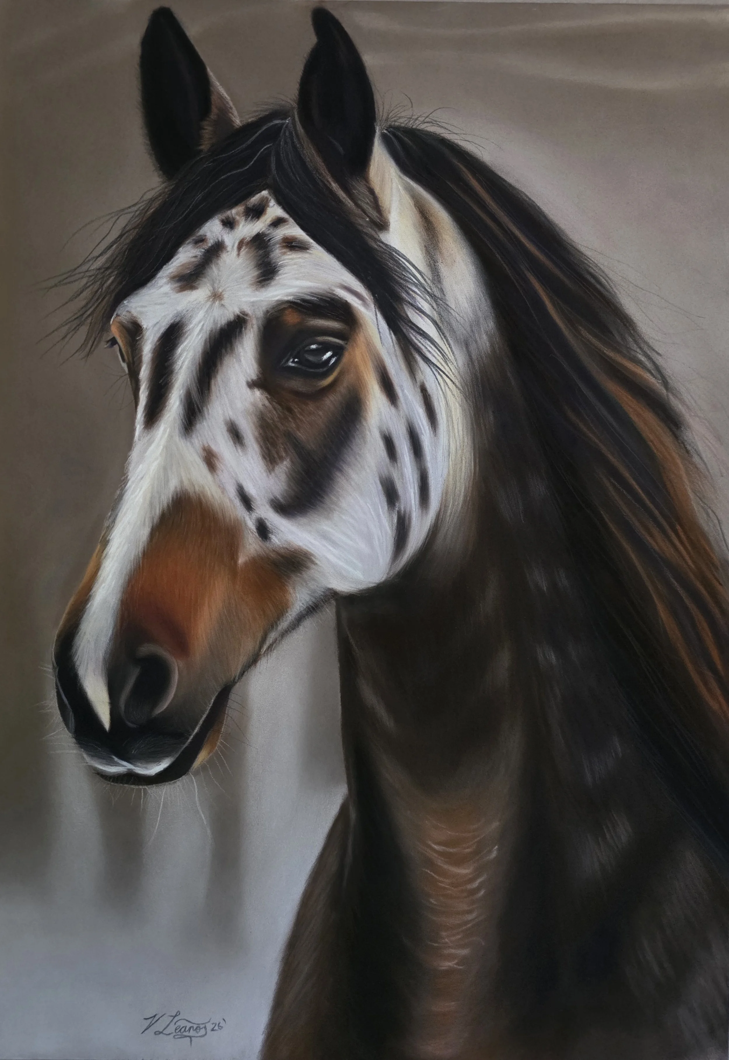 Appaloosa
