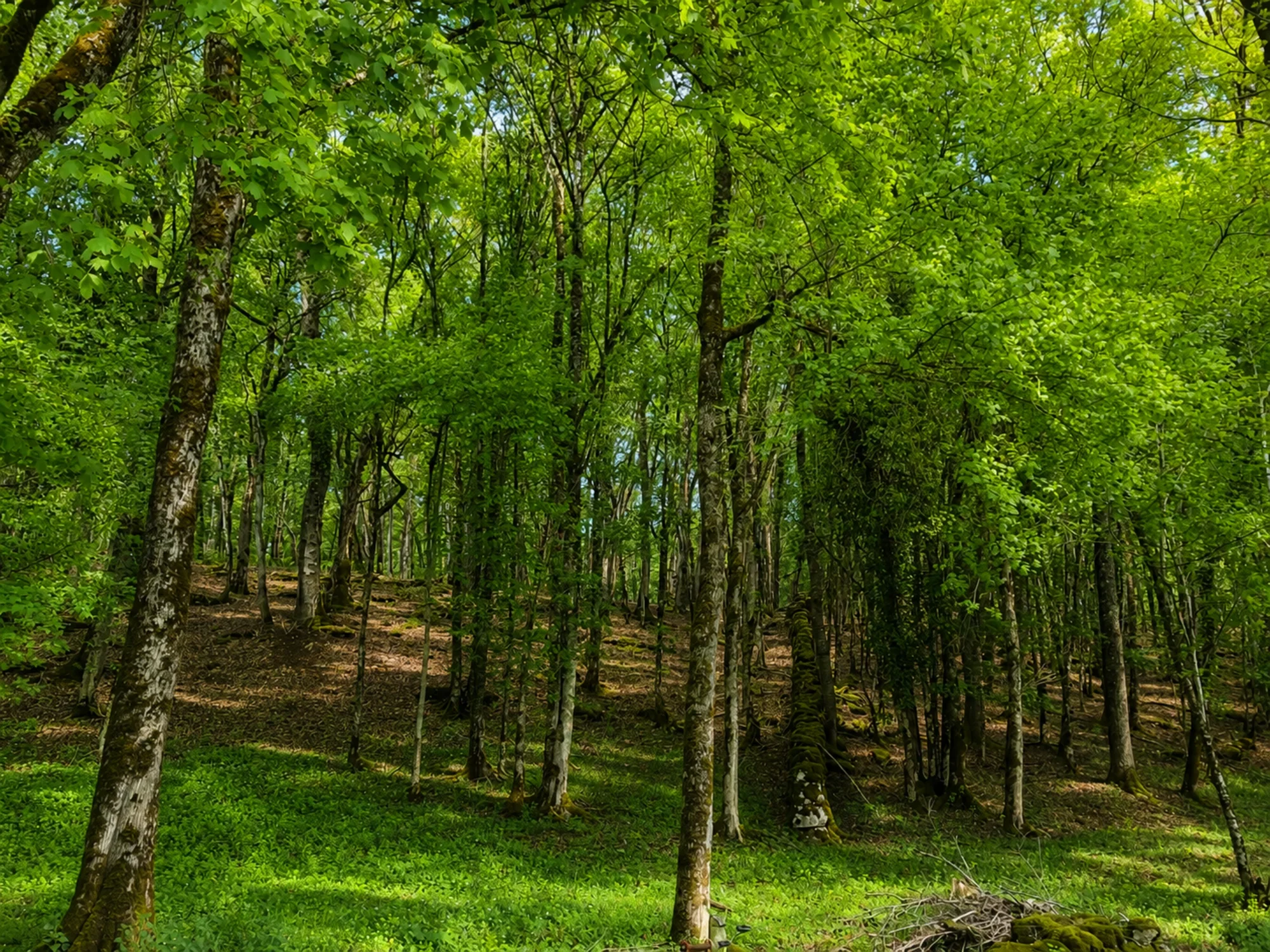 forêt cathédrale-02.webp