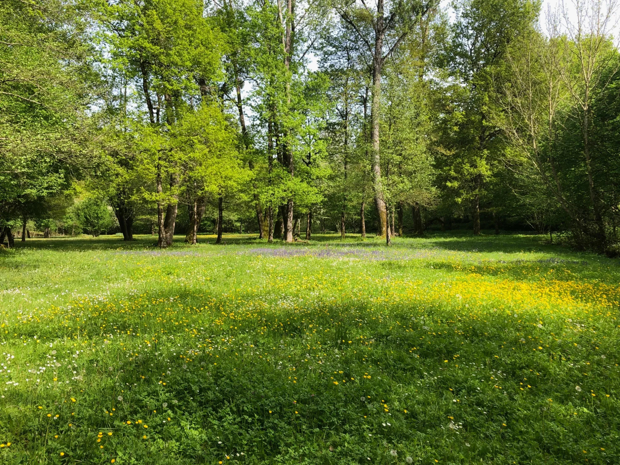 Les prairies