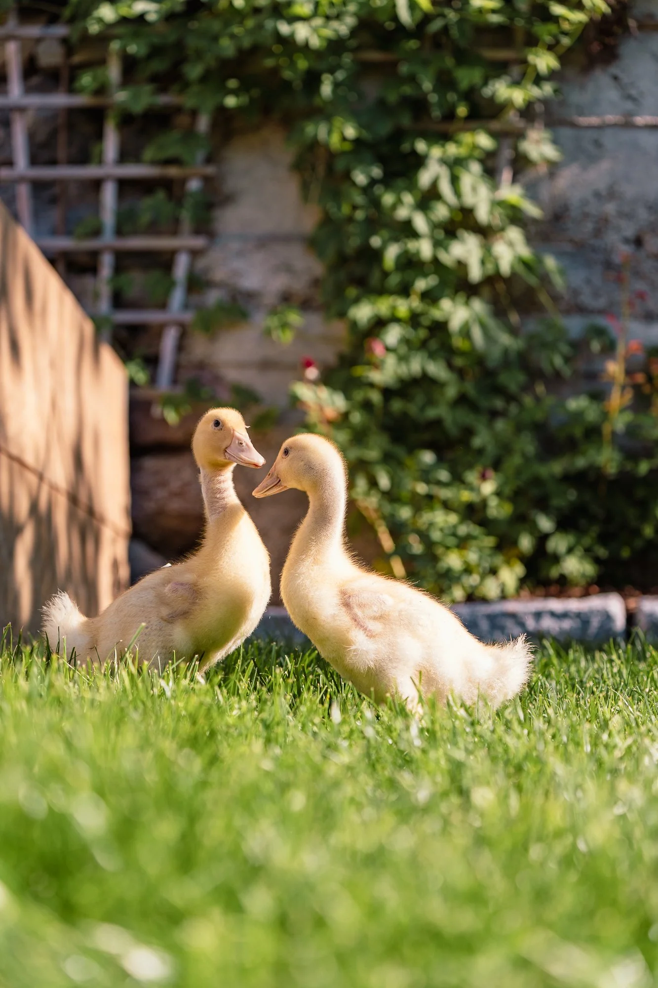 tenne_haus&garten_20260622_09_web.jpg