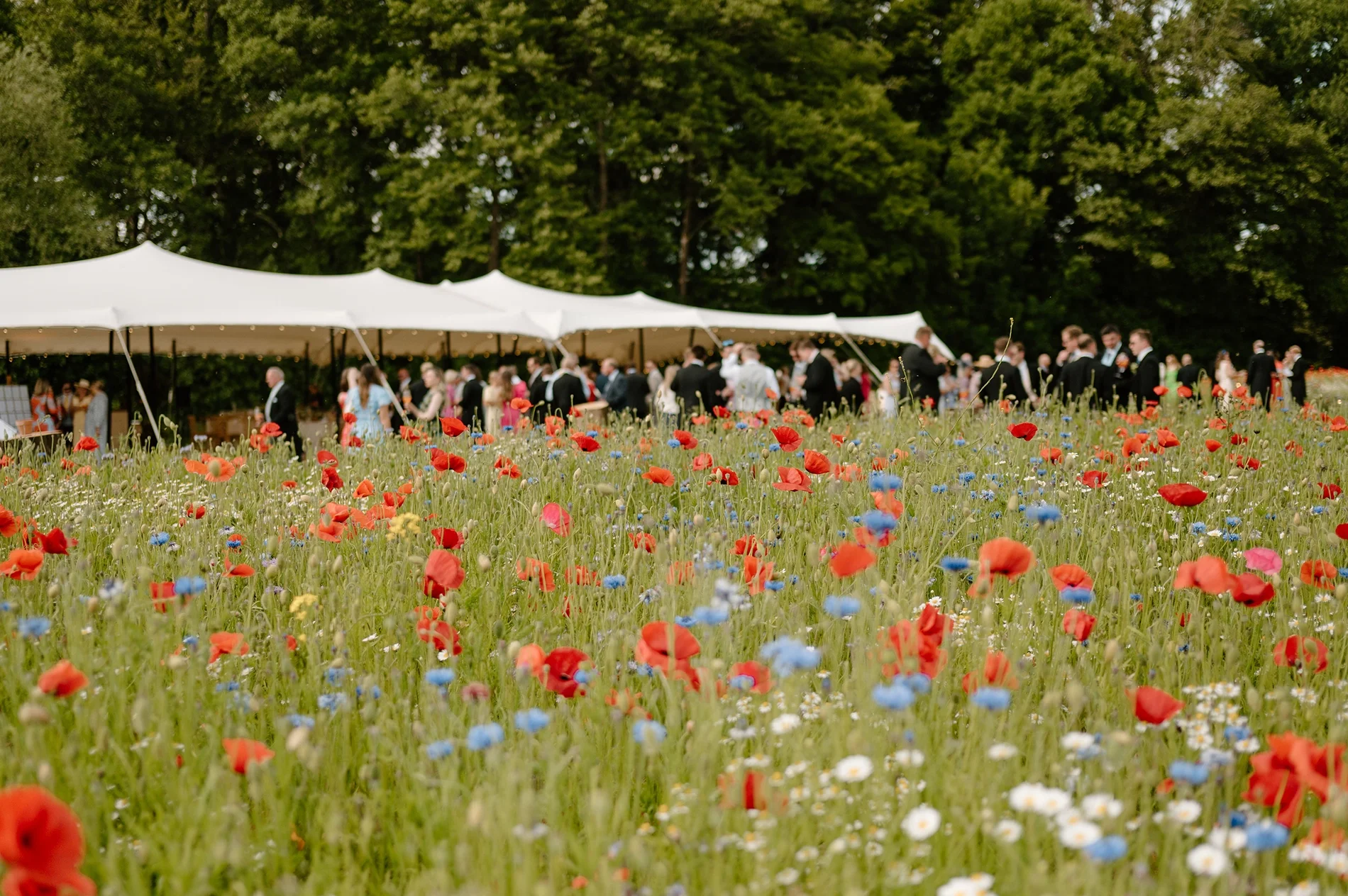 A wedding marquee in a wildflower meadow filled with poppies and cornflowers