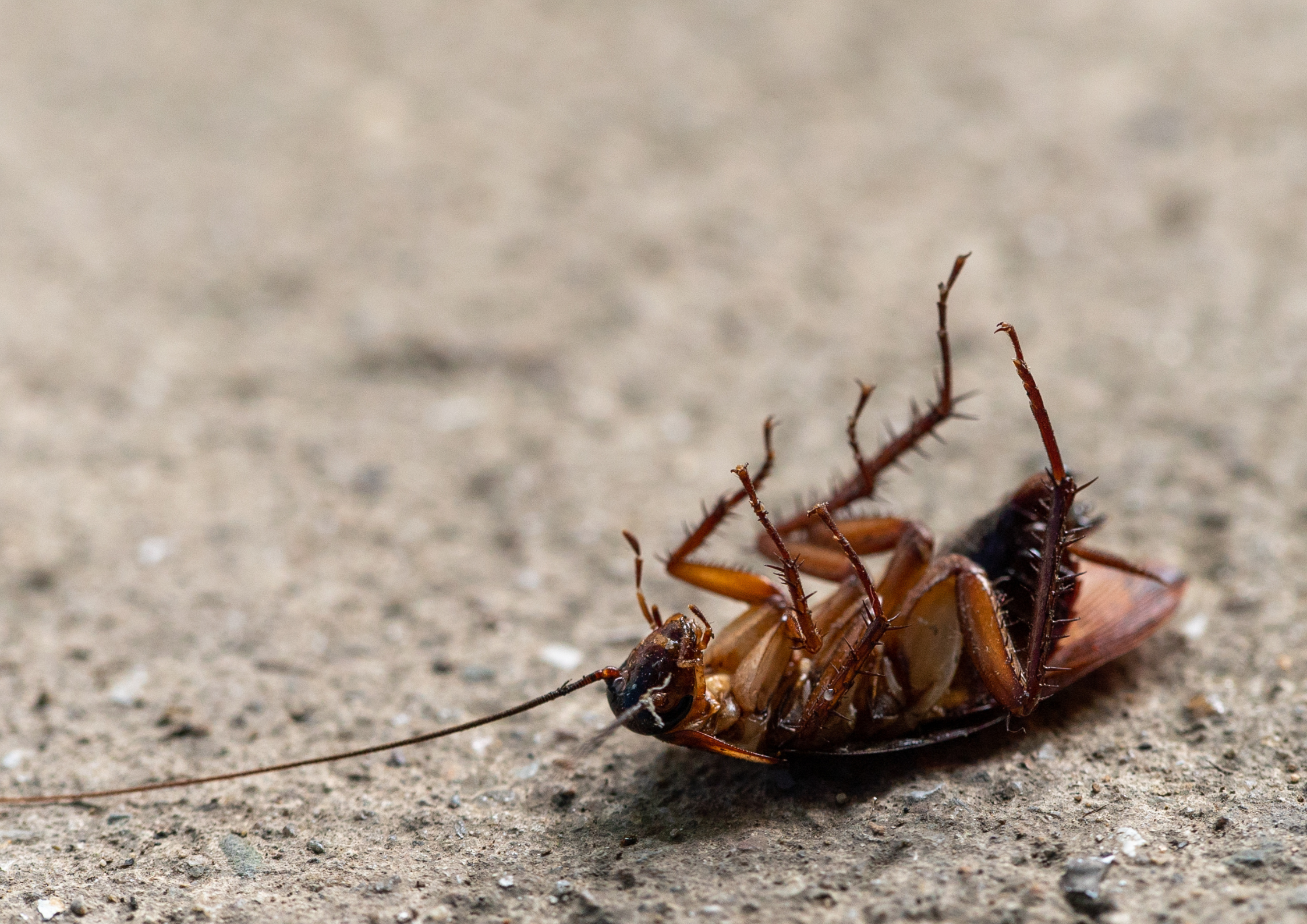 Close-up of a flipped scorpion on sandy ground, showing its legs and tail.
